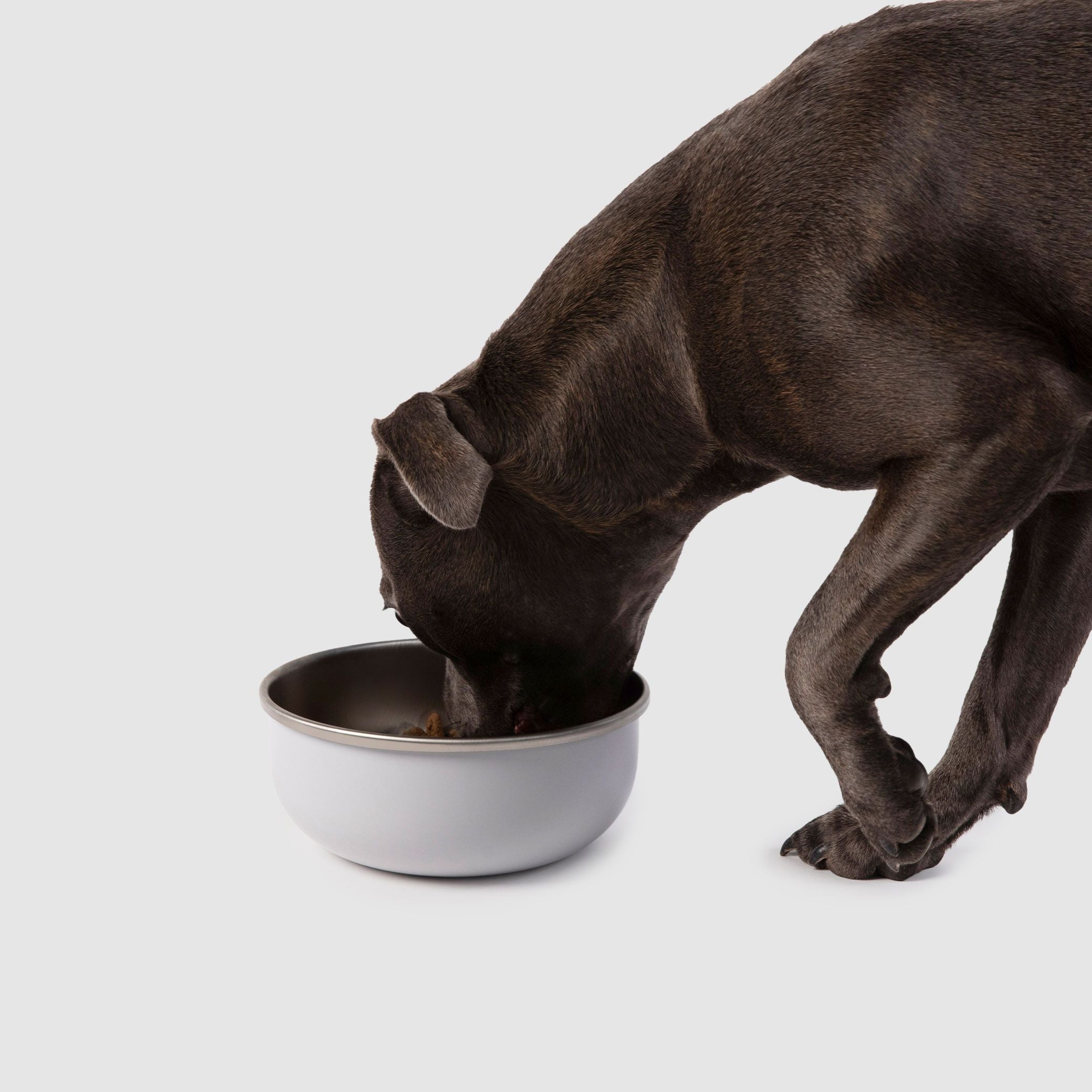 A brown dog eating out of a white bowl