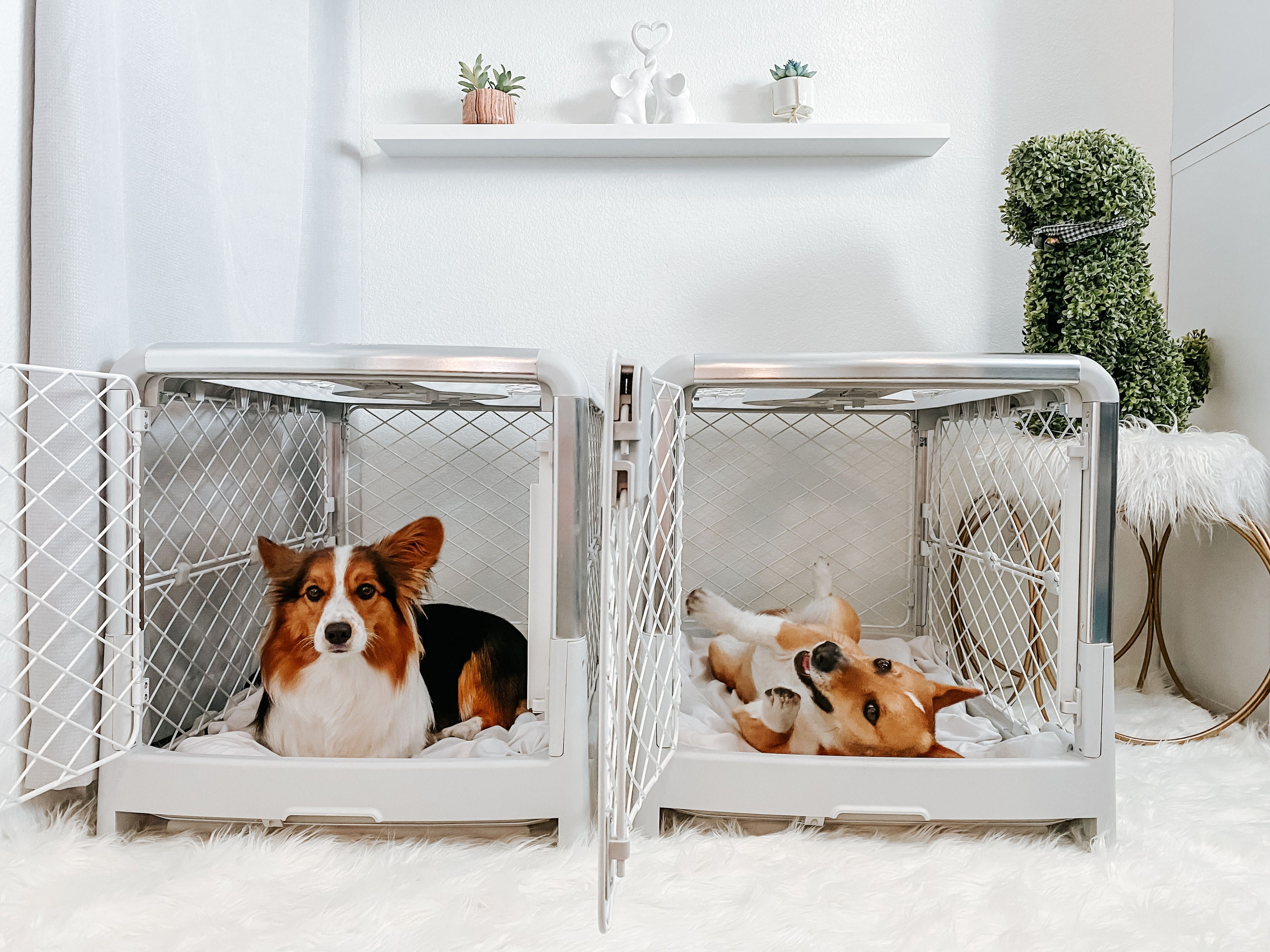 a couple of dogs in neighboring Revol crates in a white livingroom