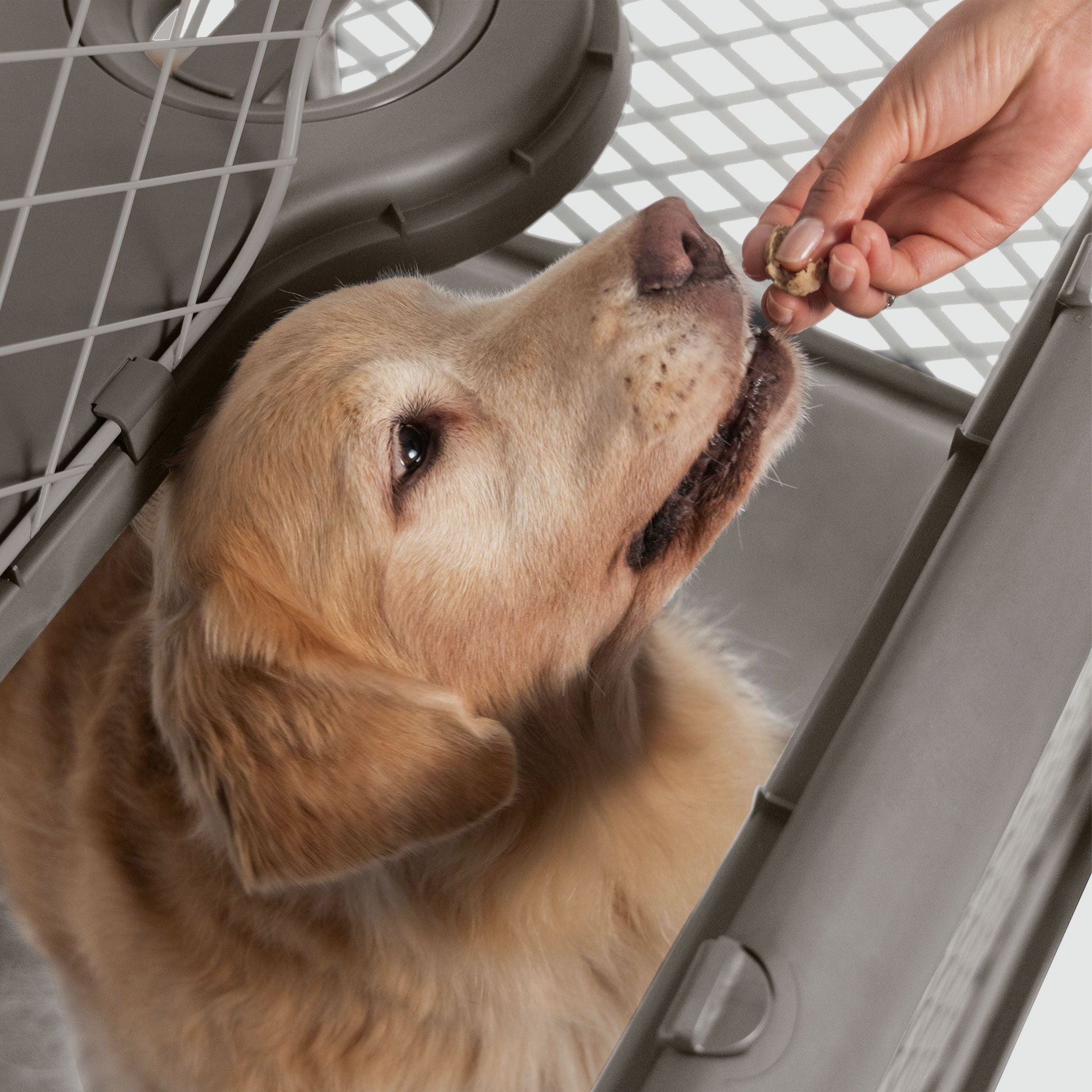 A person feeding a treat to a dog in a Revol through the open ceiling hatch