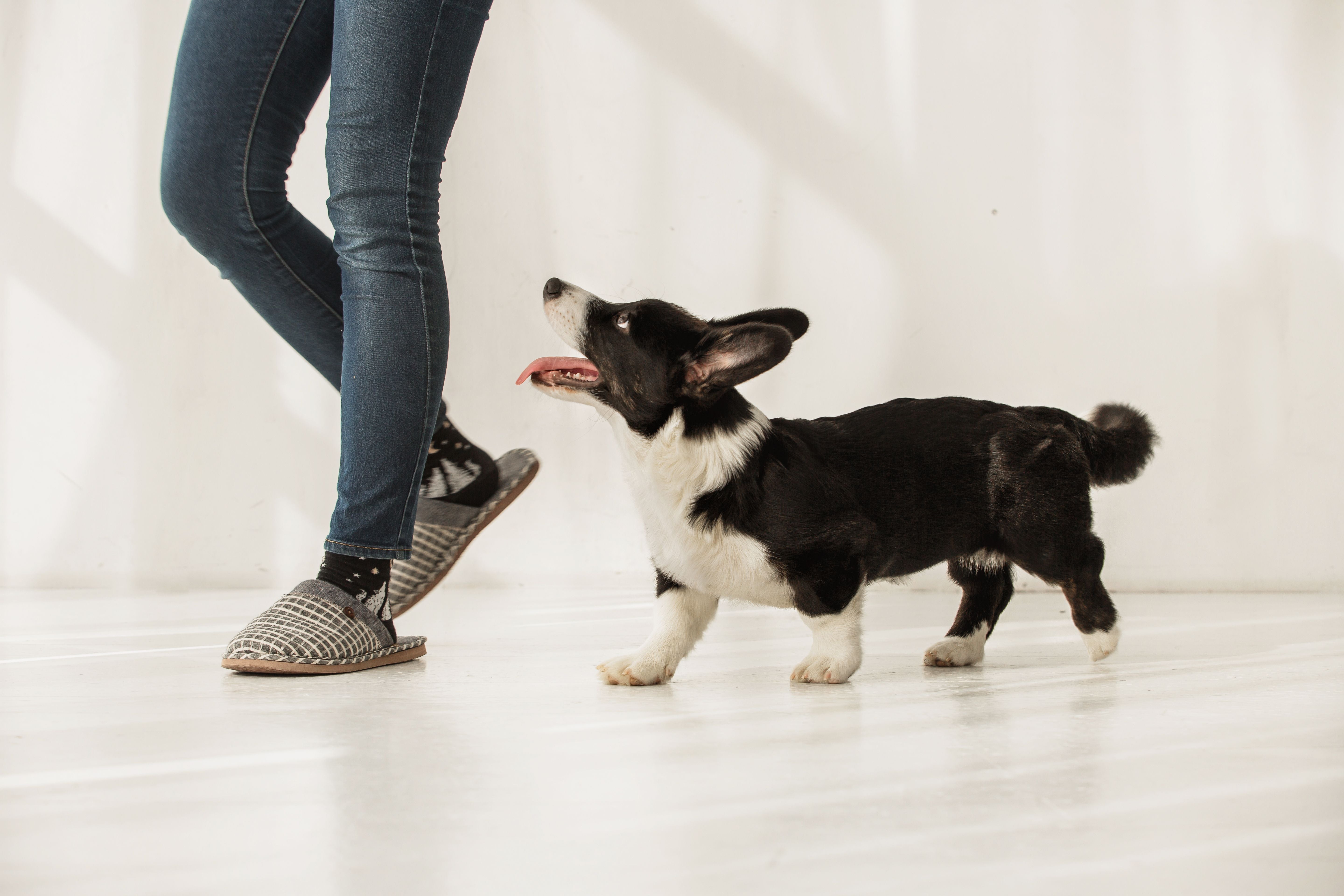 Why Is My Dog So Clingy & What Can I Do About It?