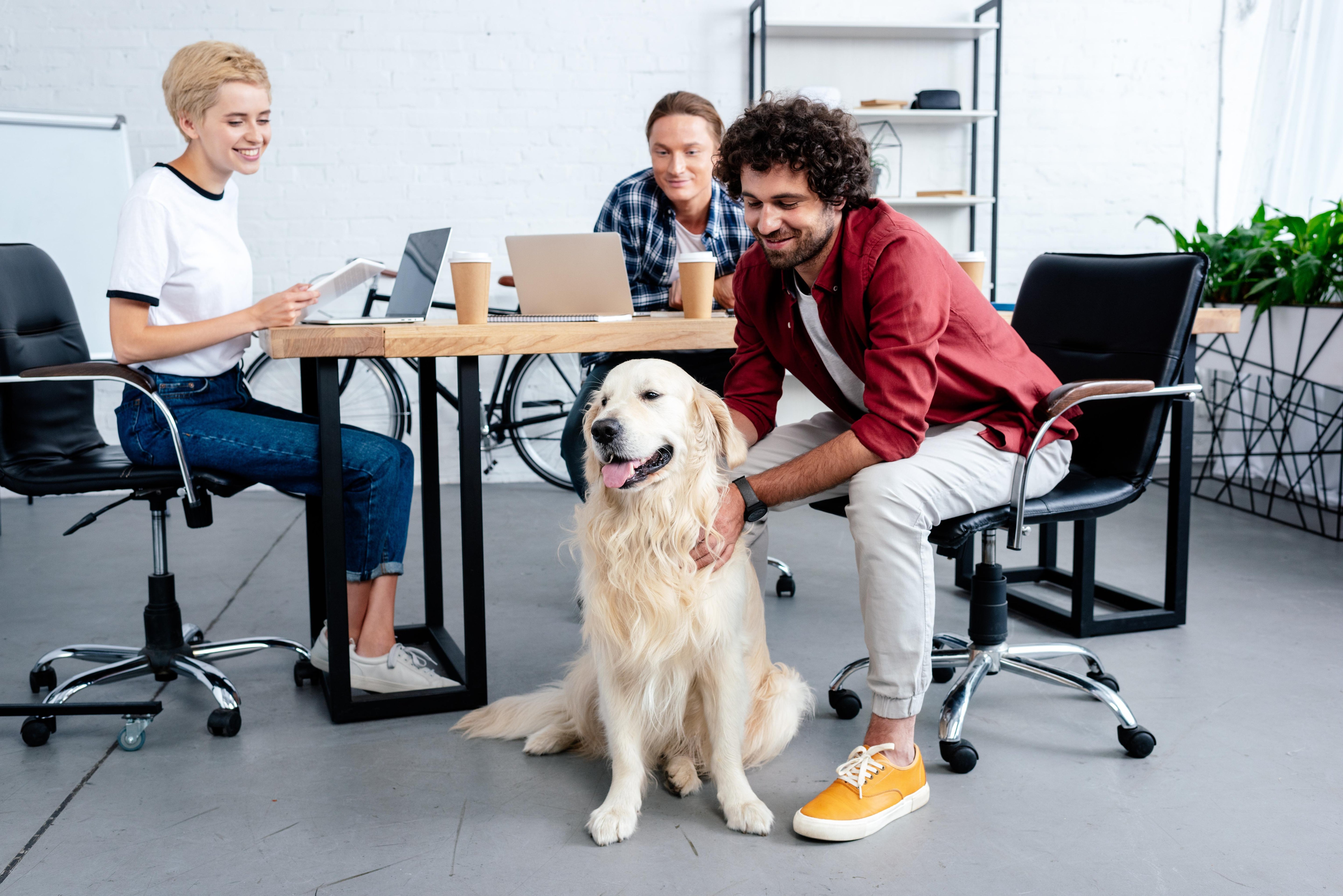 Dogs at Work: Returning to Work With Your Dog
