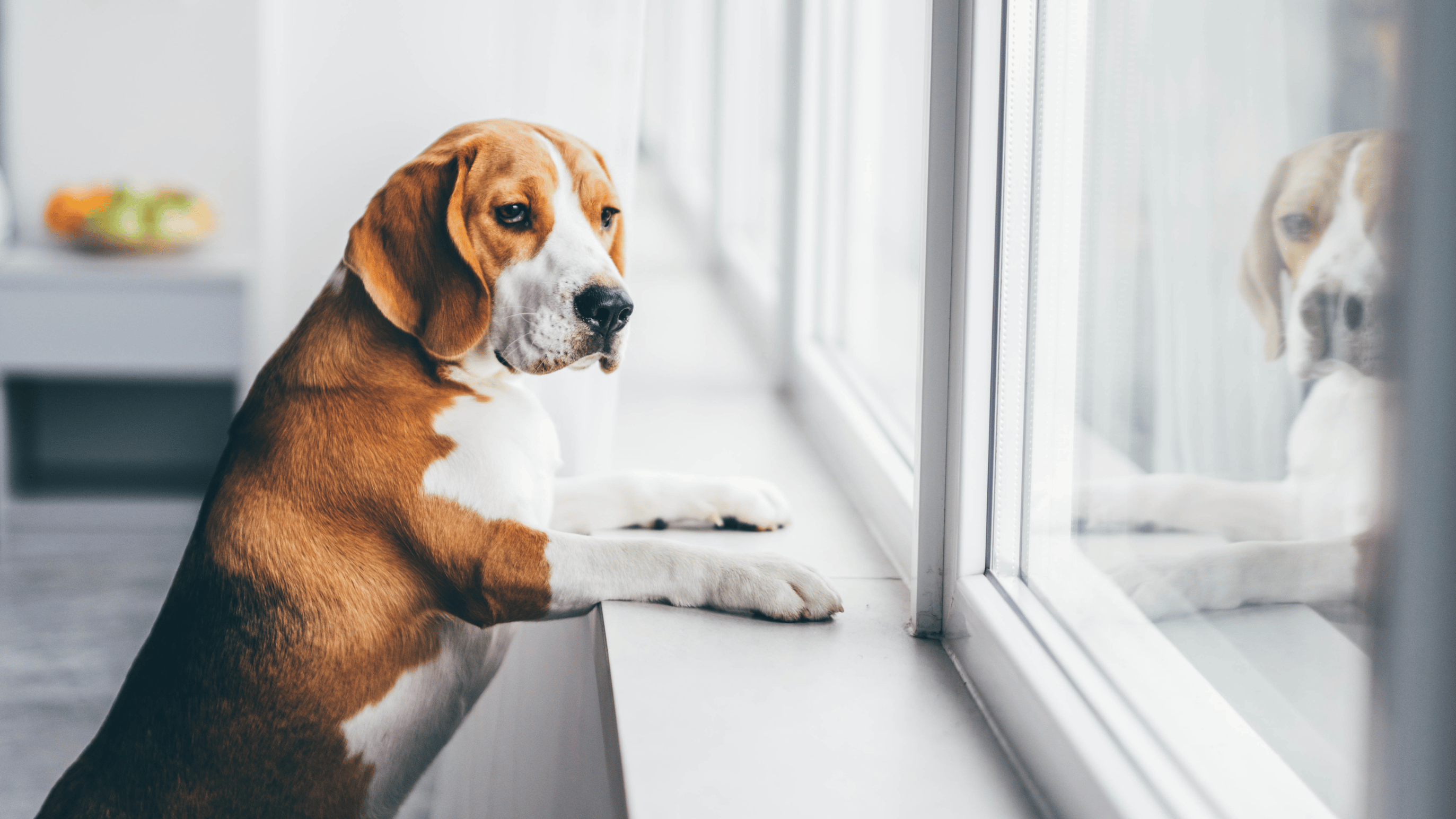 How To Stop Dog Barking When Left Alone: 10 Tips To Try