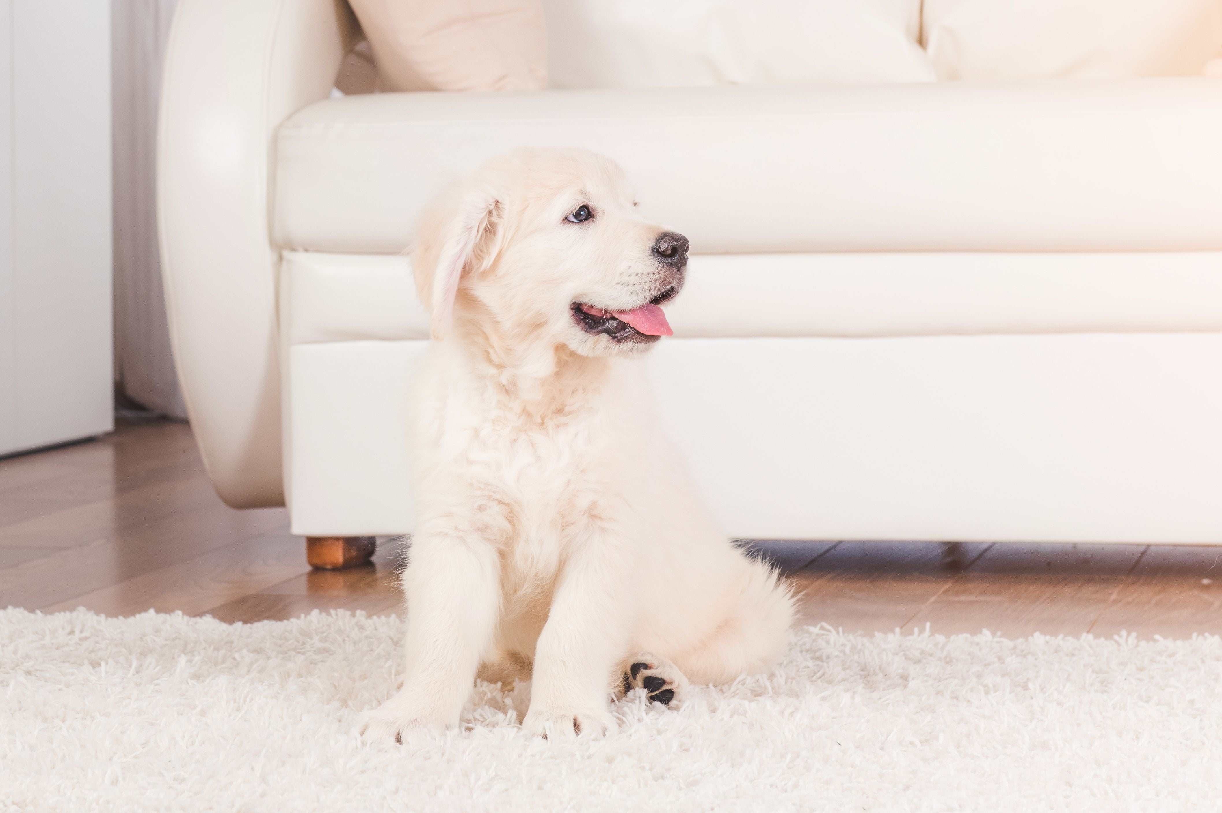 How to Prepare for a Puppy: Creating a Safe Space