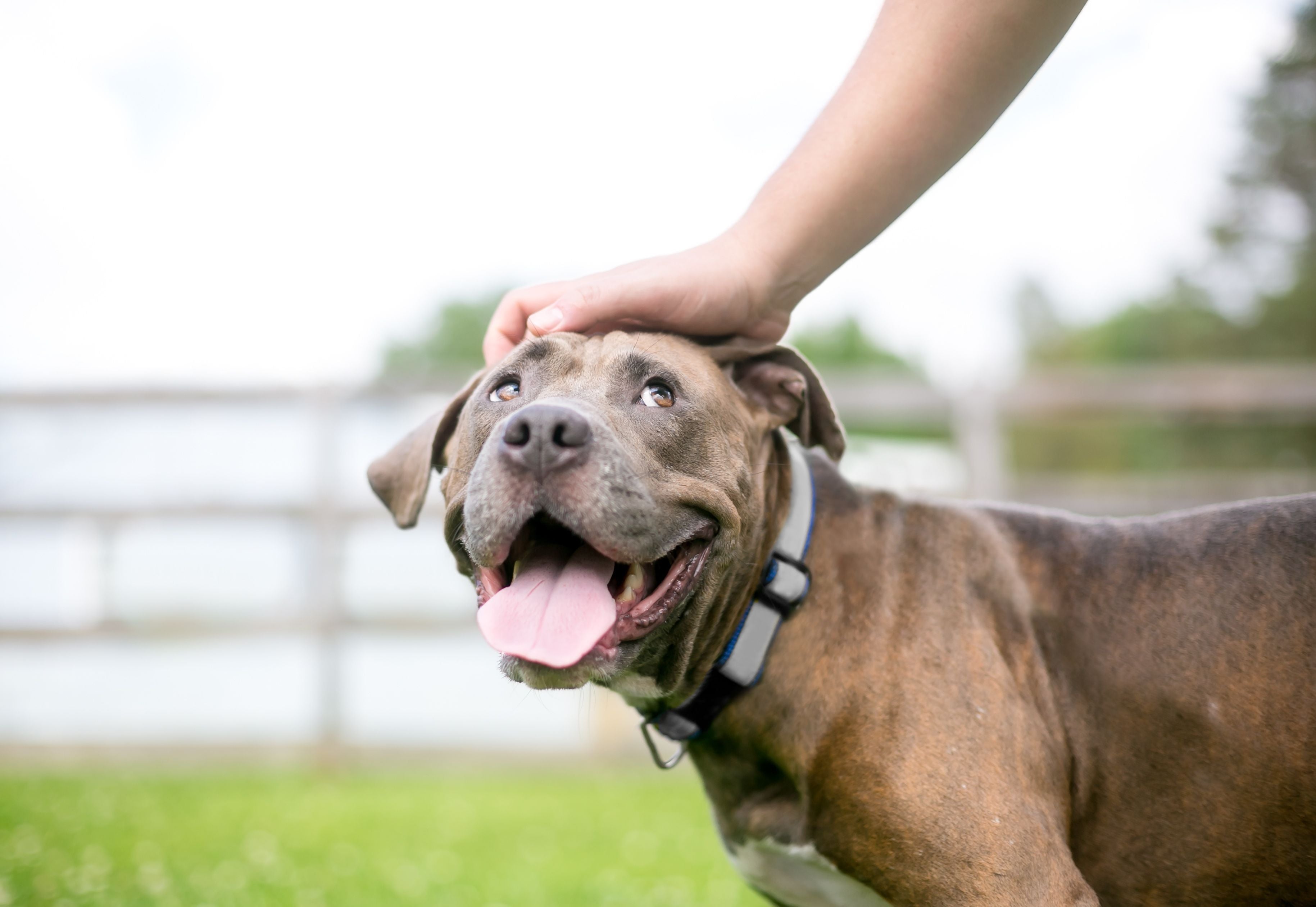Dog Sensitive To Touch: Dog Training Guide