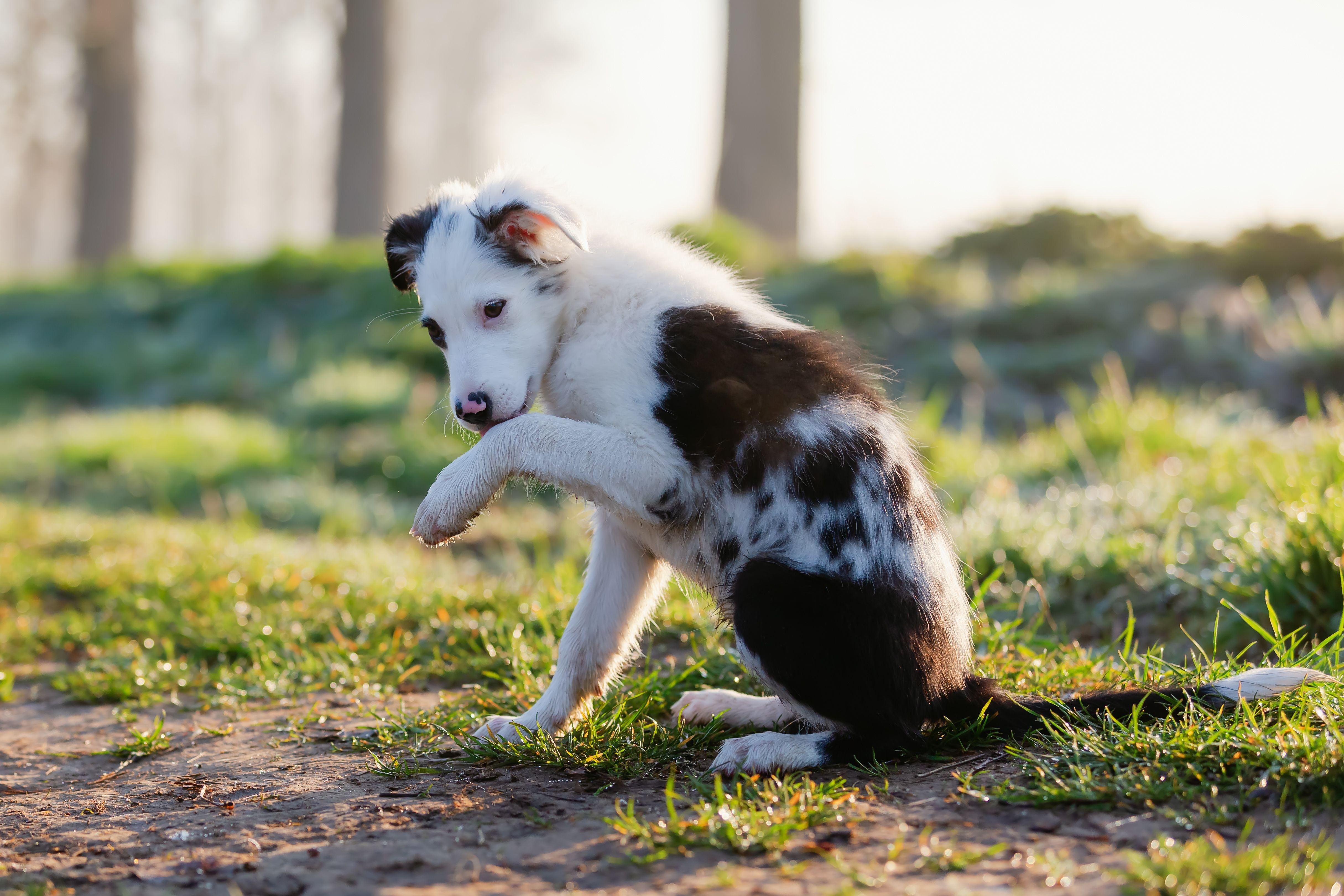 Is Your Dog Licking Their Paws? Here Are 7 Possible Reasons Why