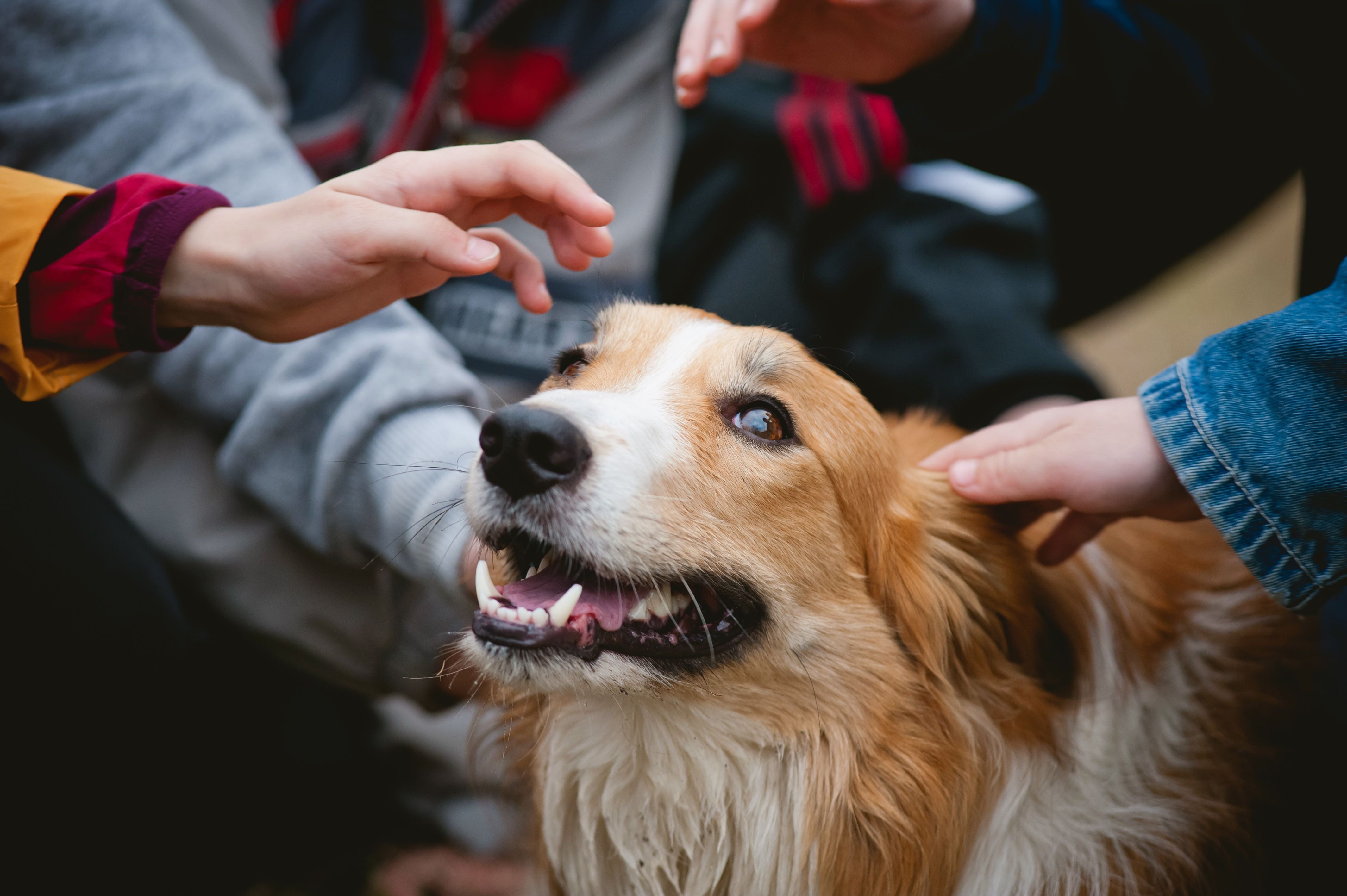 How to Stop Your Large Breed Dog From Jumping on You