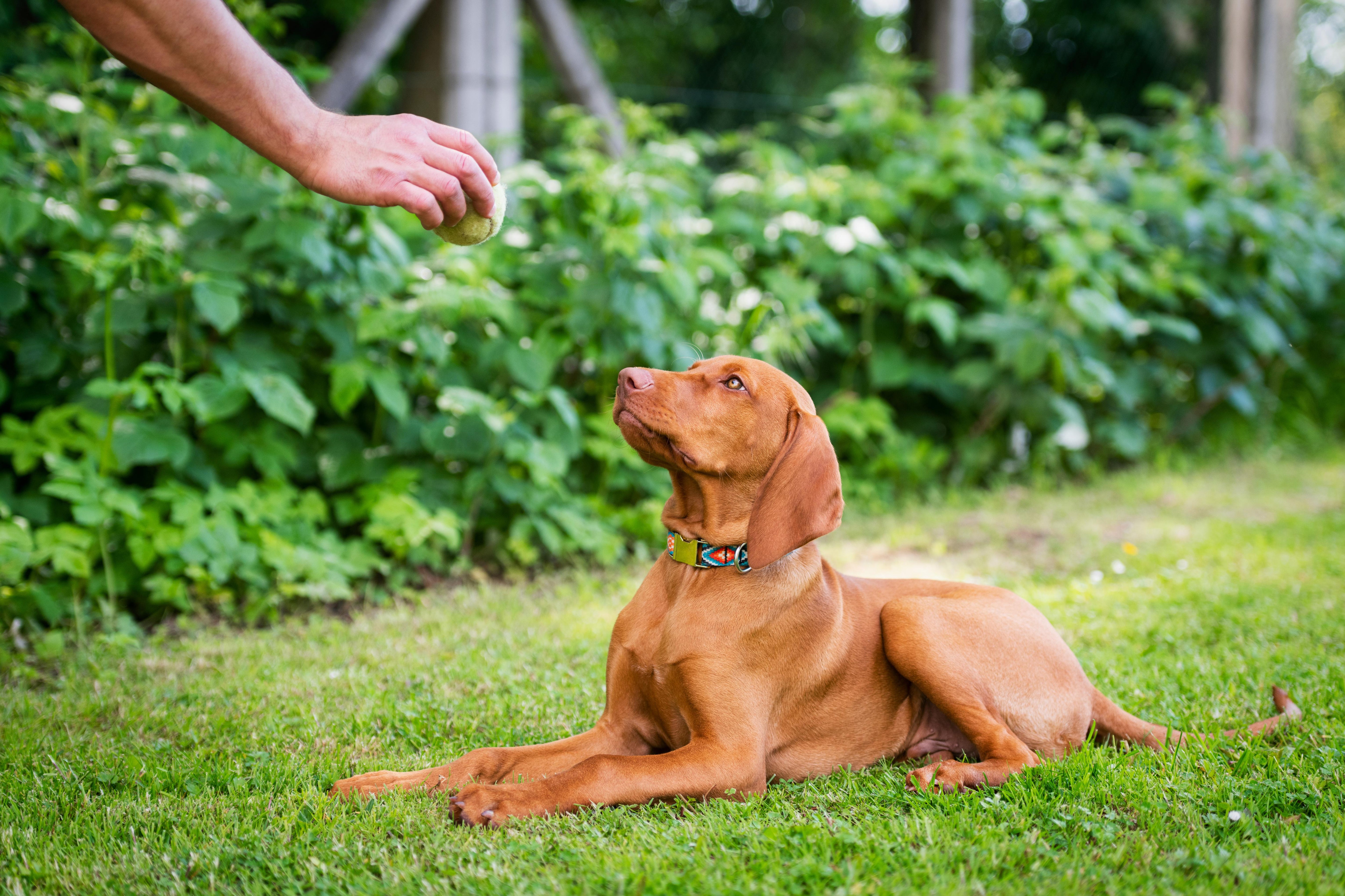 How To Teach Your Dog To Lay Down: A Guide