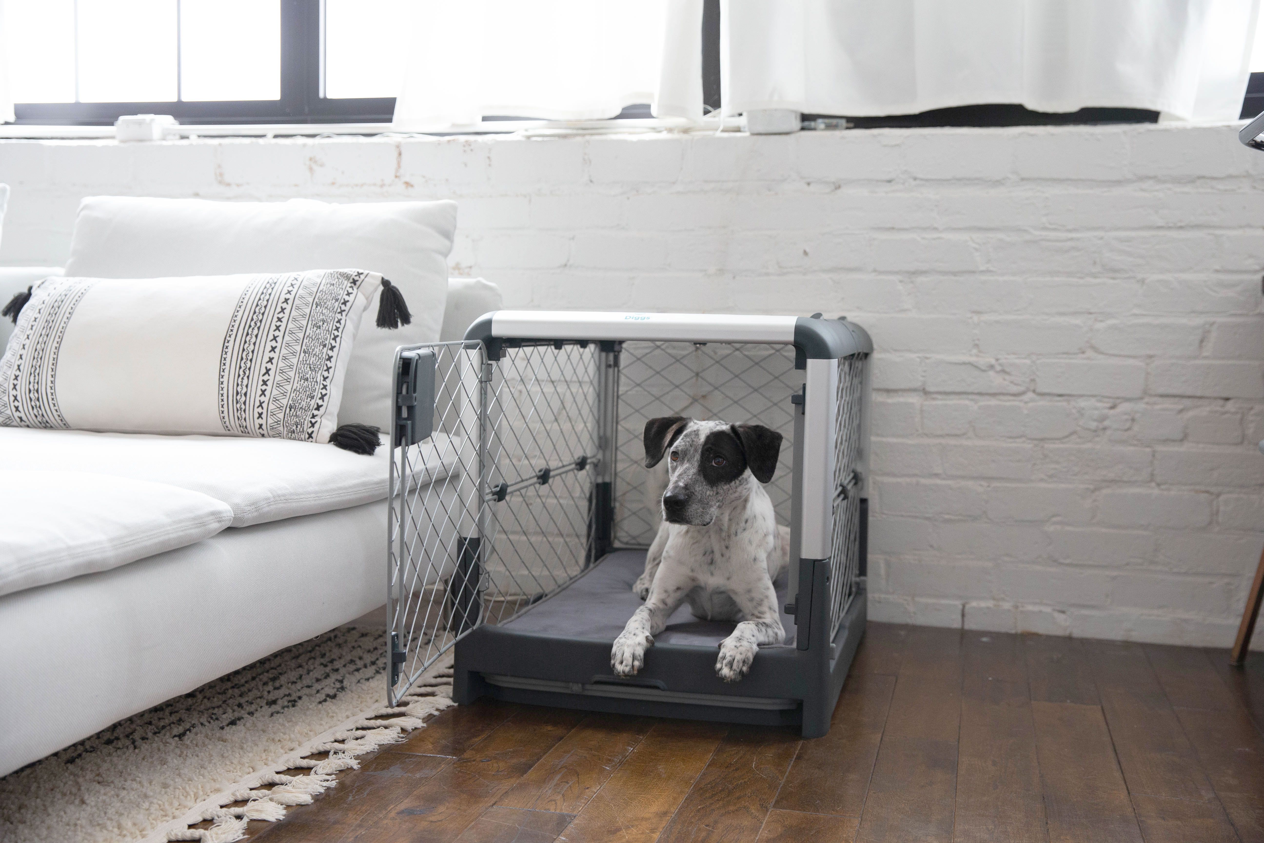 What To Put in Dog Crates: Comfort & Safety Tips