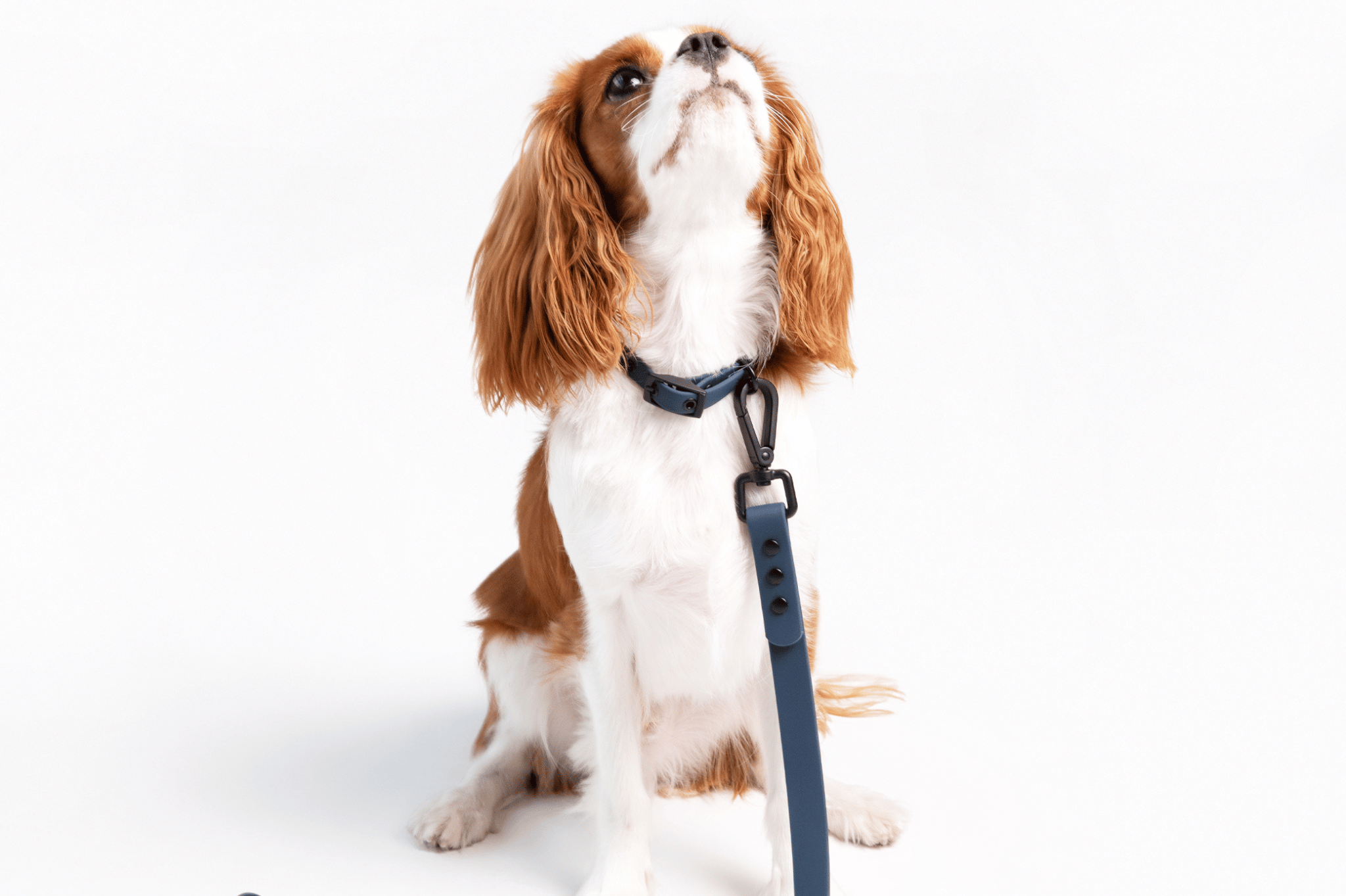 Puppy Obedience Training: How to Properly Train Your New Puppy