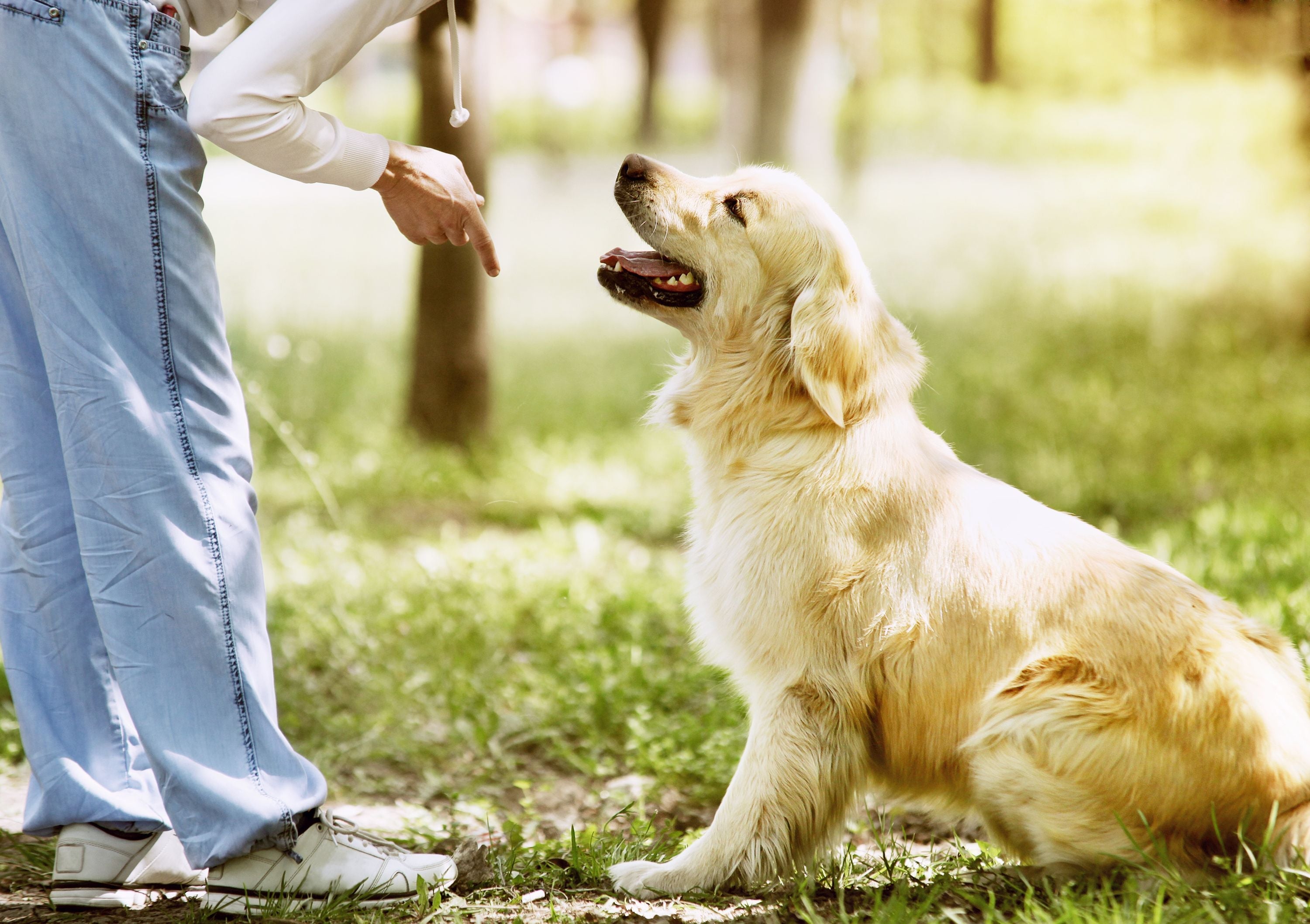 Puppy Tantrums: How To Deal With Them
