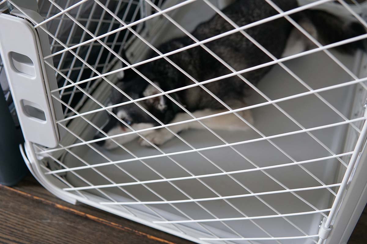 Evolv Vs Traditional Wire Dog Crates: Five Reasons Why We Wished We Upgraded To The Evolv Sooner