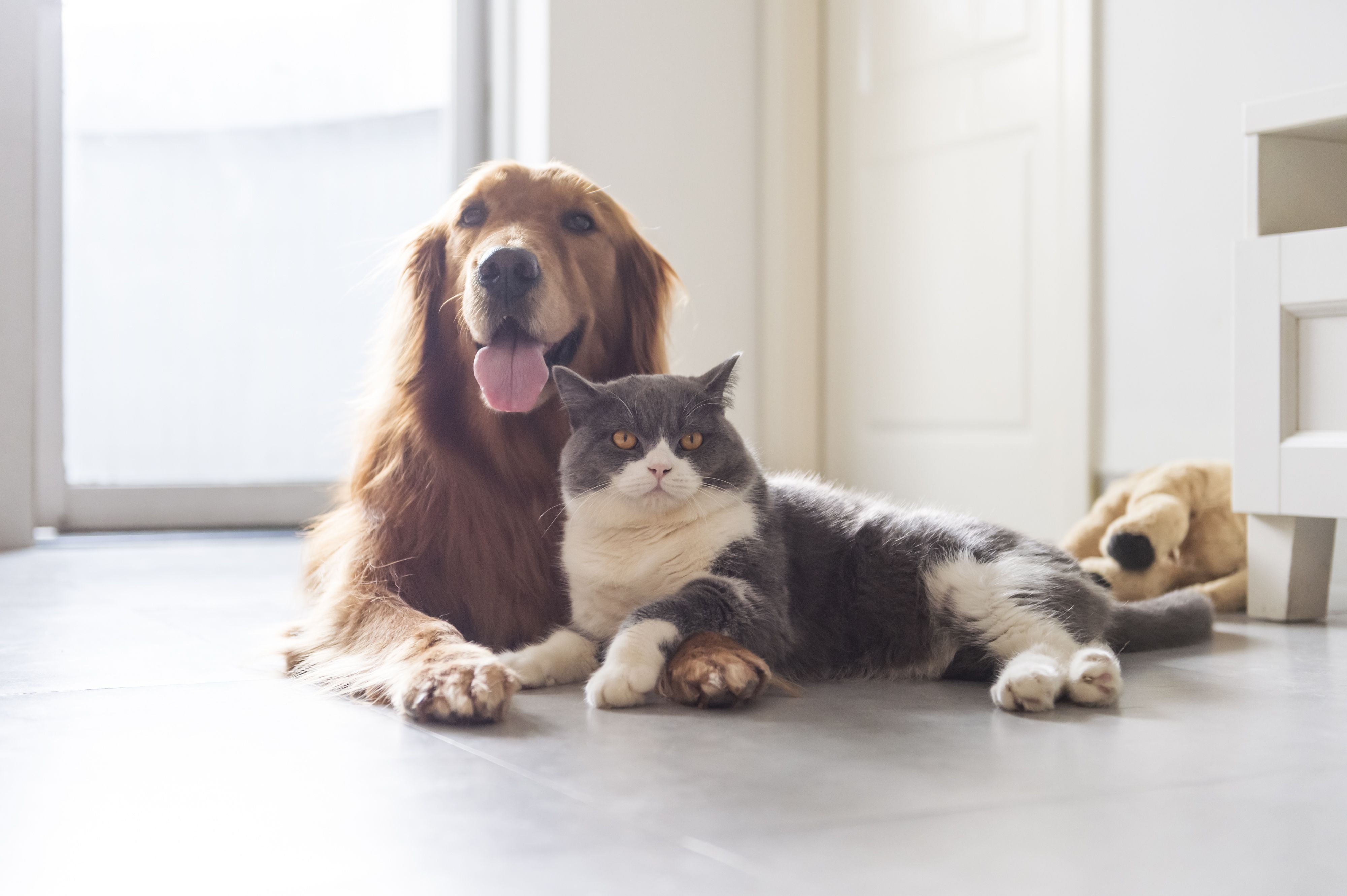 How To Introduce a Dog to a Cat: 9 Tips To Try