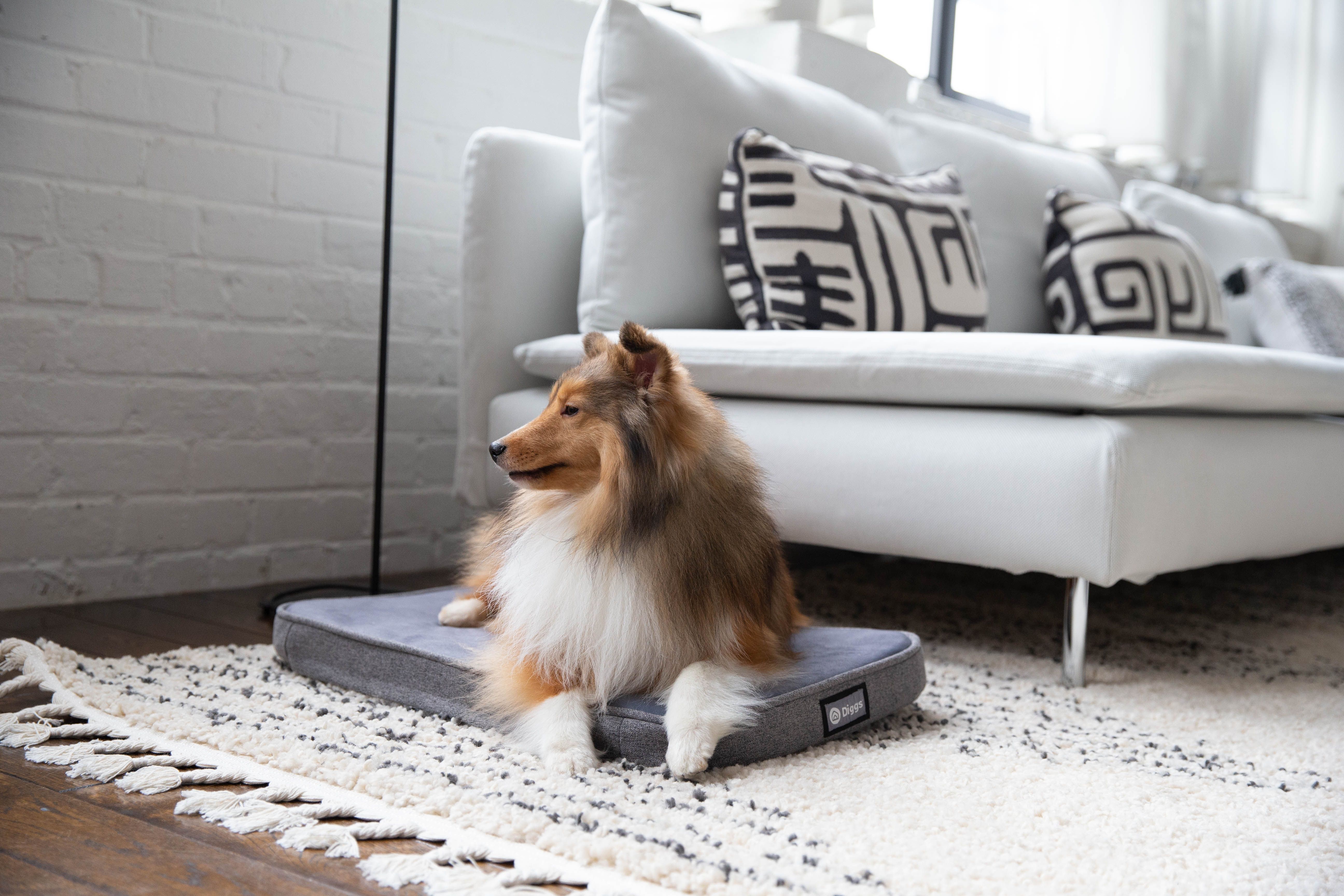 Puppy Sleep Schedule: Everything You Need To Know