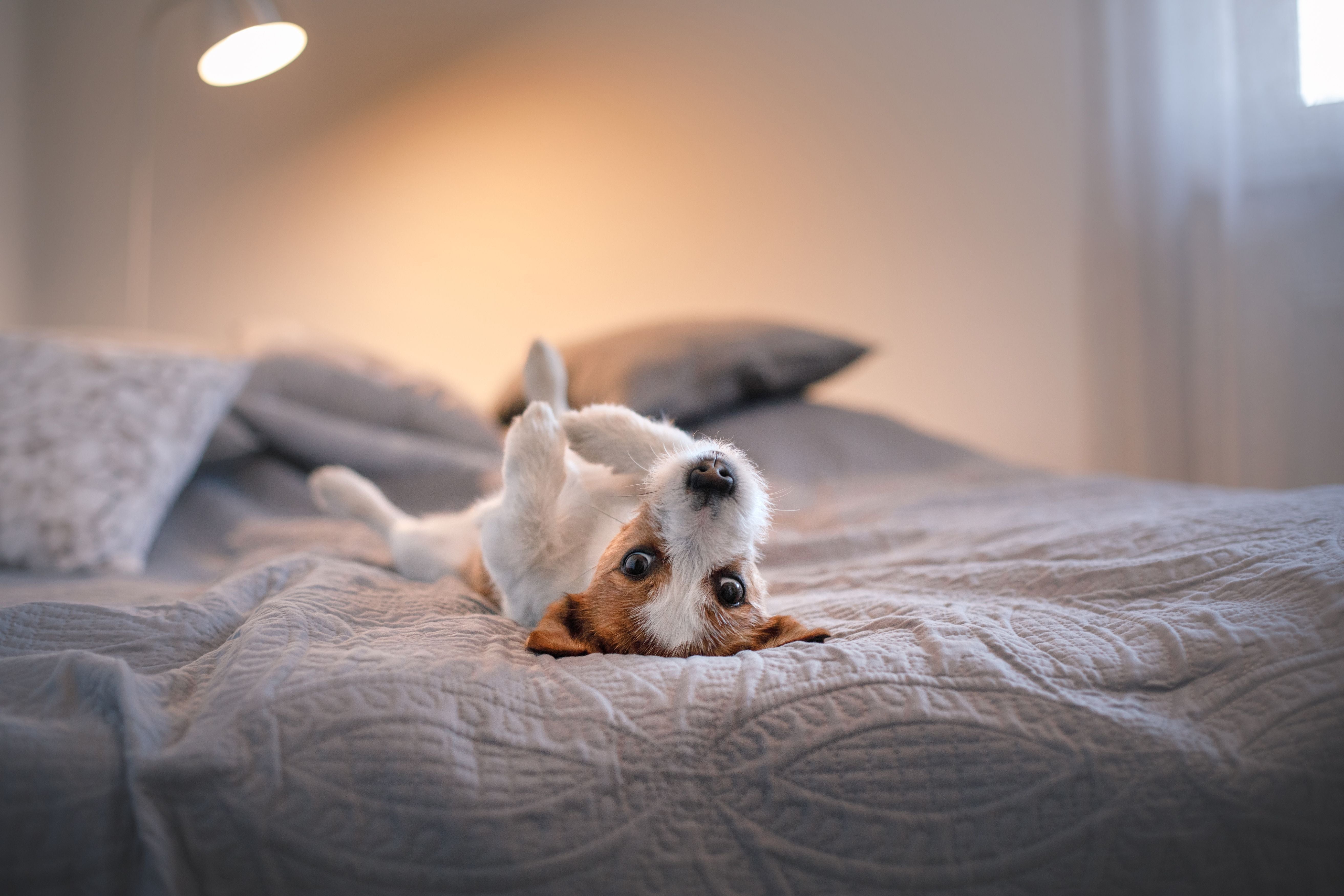 How To Calm a Puppy Down at Night: Six Tips To Try