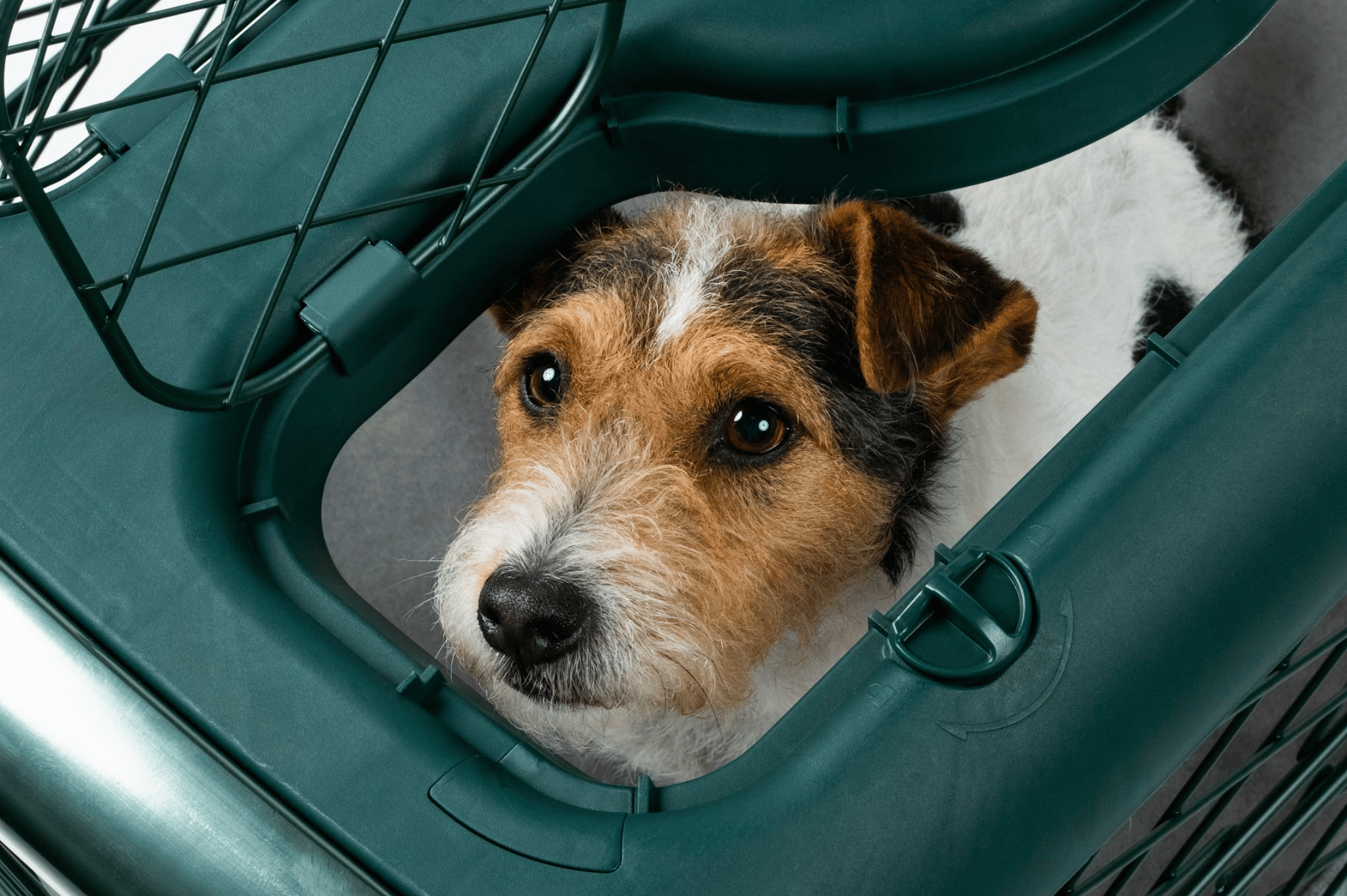 How To Get An Abused Dog To Trust You: A Guide