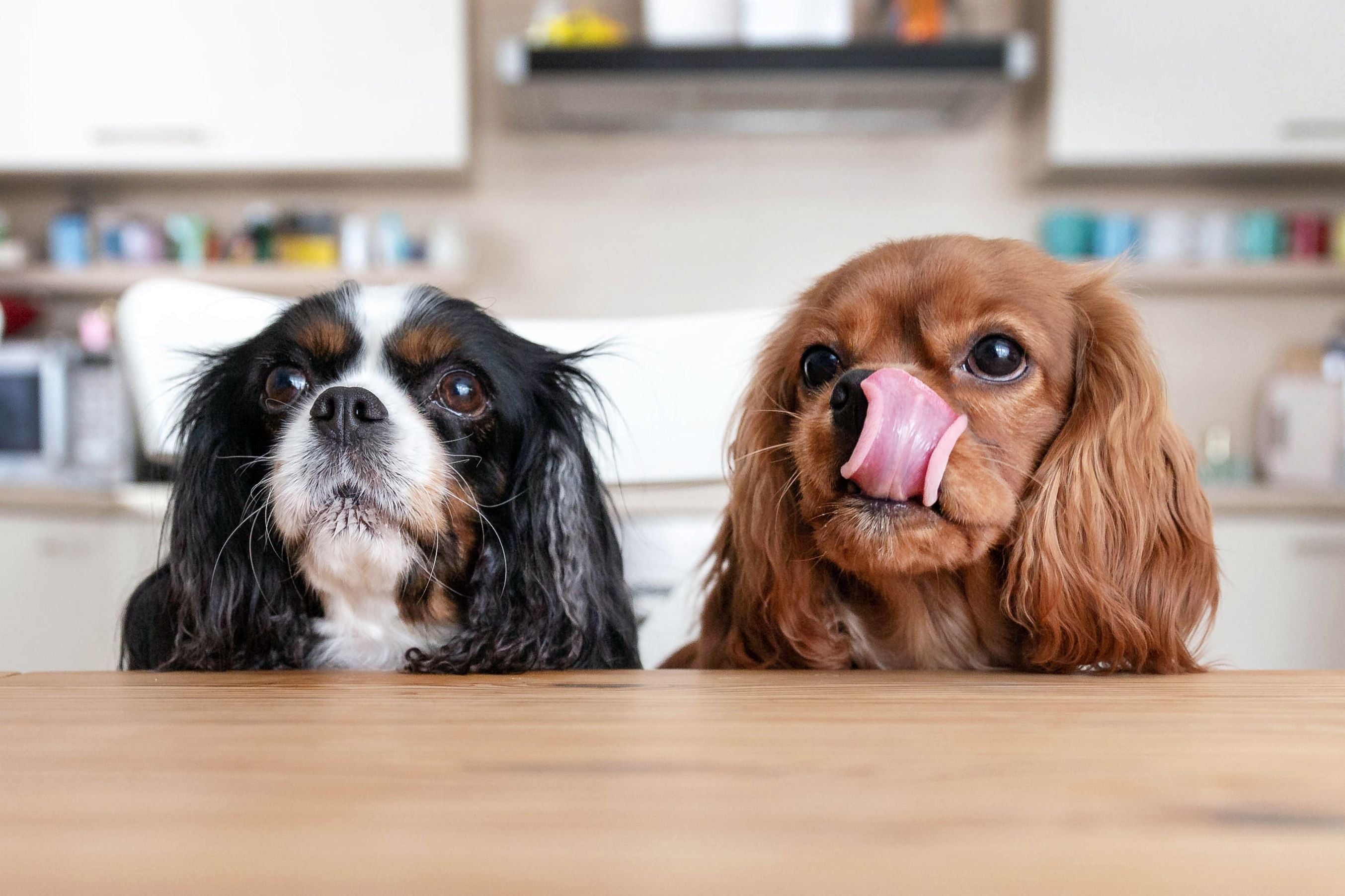 How To Teach a Dog Not To Beg: 7 Methods To Try