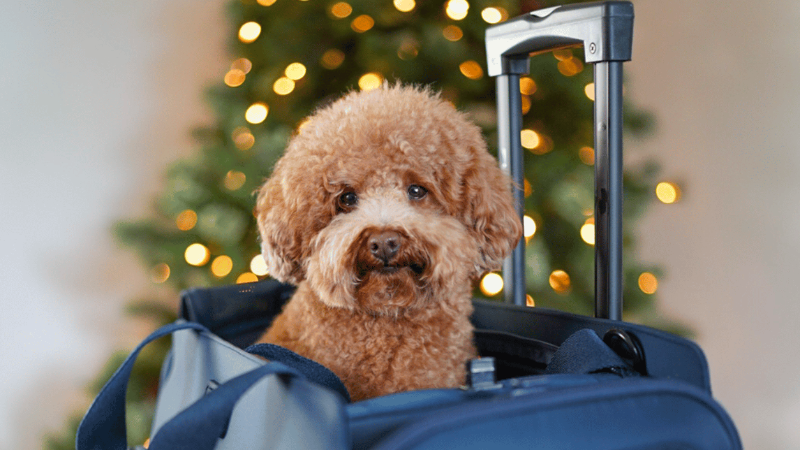 Holiday Pet Tips: Keeping Pets Calm This Holiday Season