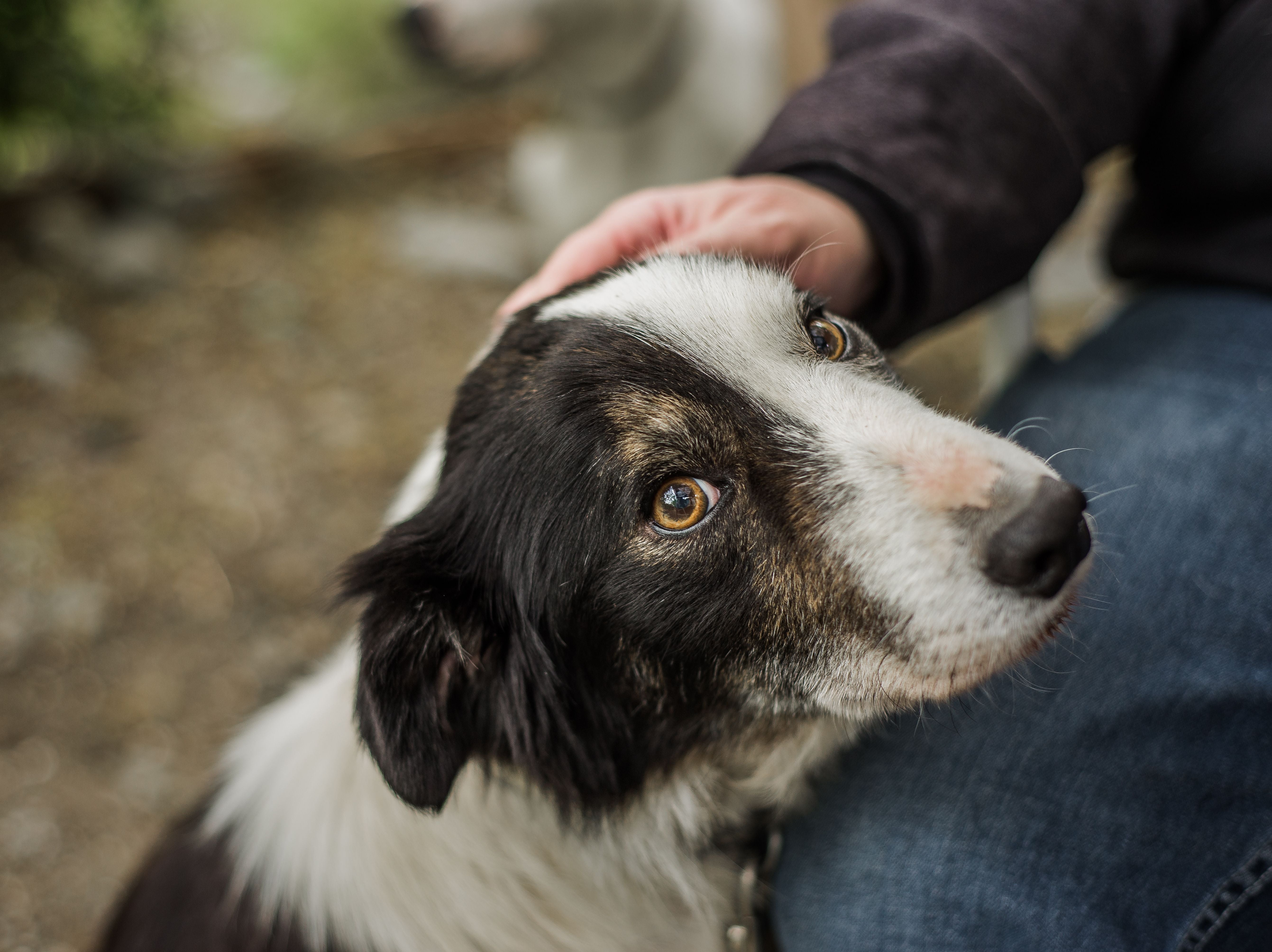 How To Make a Dog Feel Safe: 10 Tips To Try