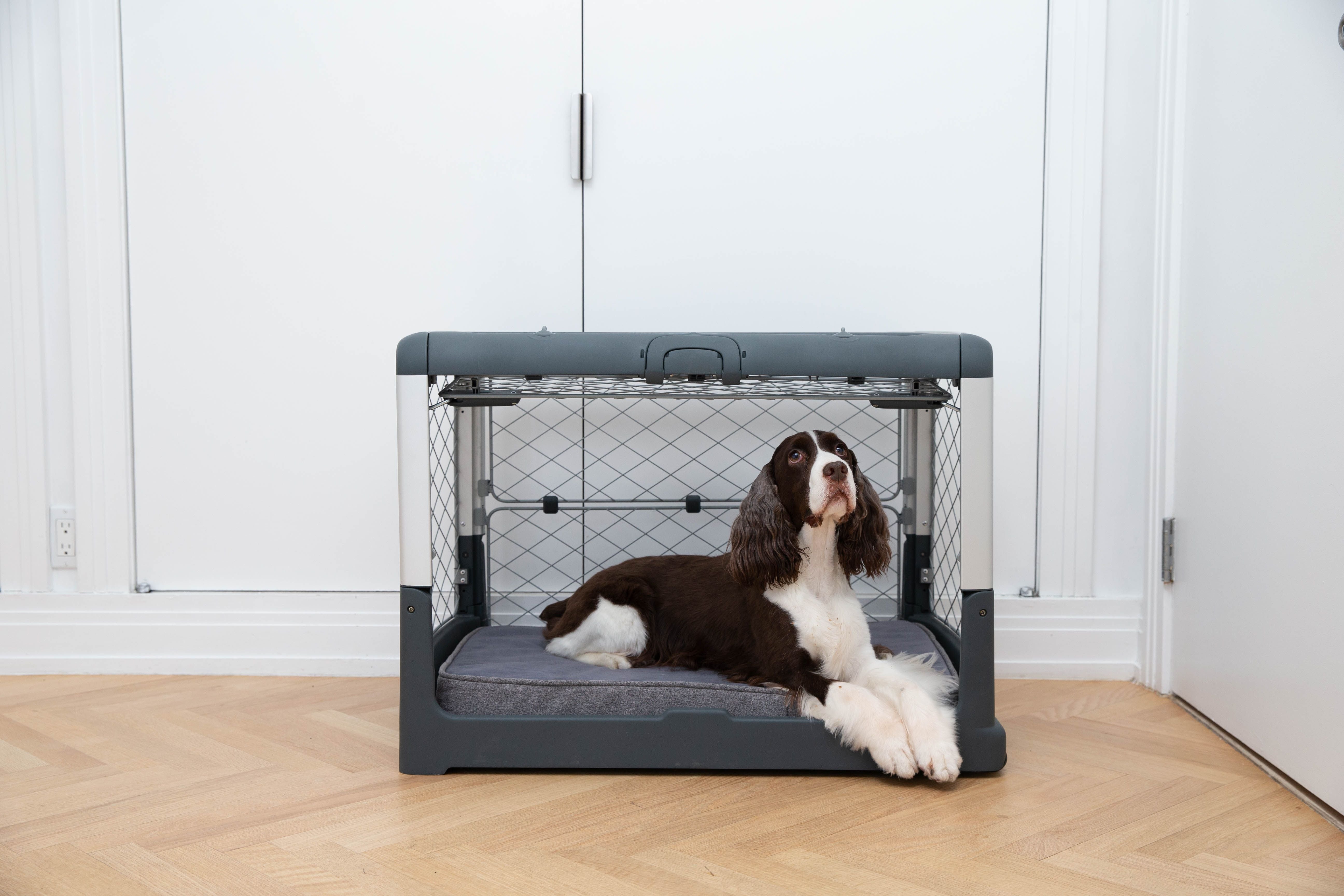 Crate Training Regression: What Can You Do About It?