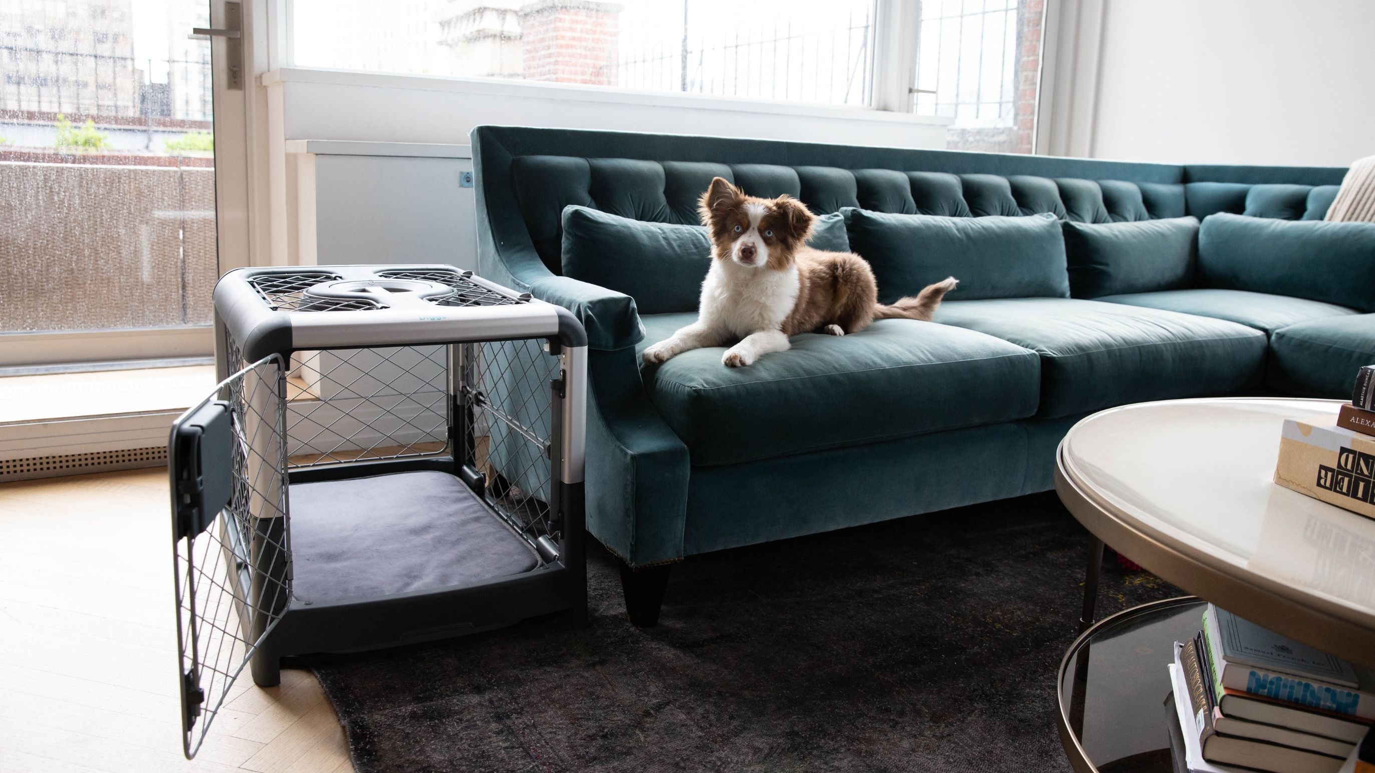 How Do You Potty Train a Puppy? A How-To Guide