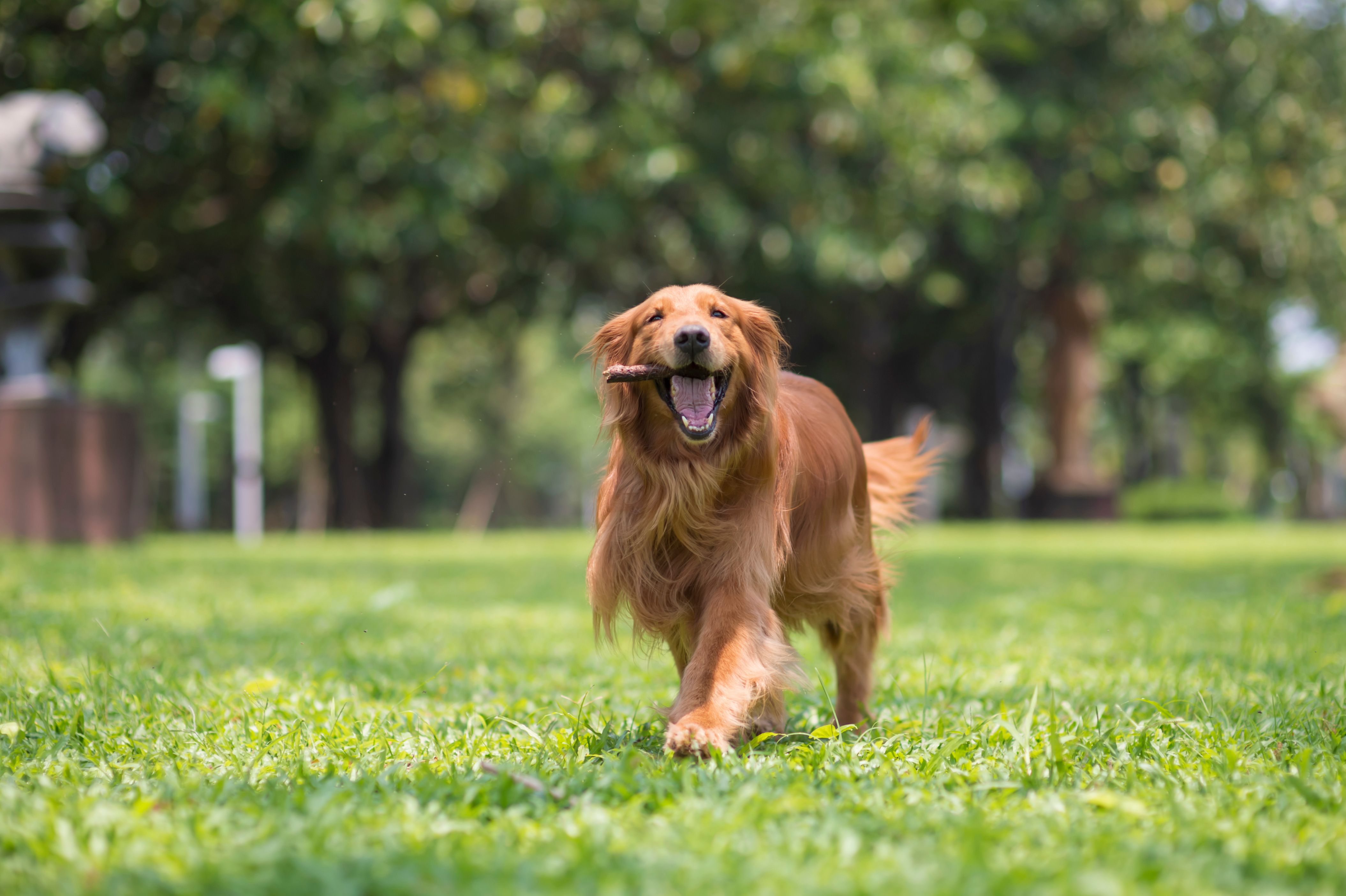 Dog Park Etiquette: 8 Rules for Newbies & Veterans