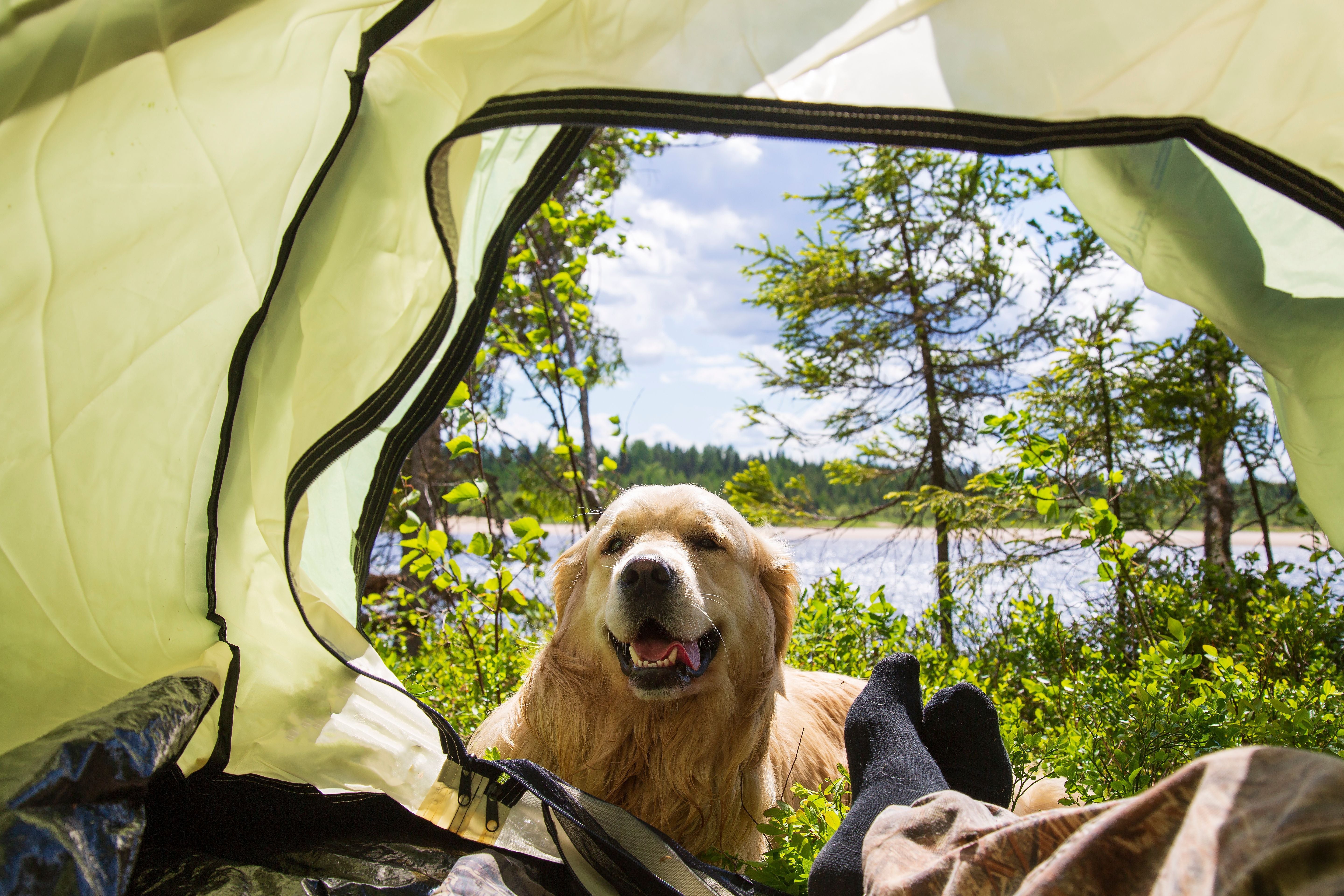 Camping With a Puppy: Enjoying the Great Outdoors
