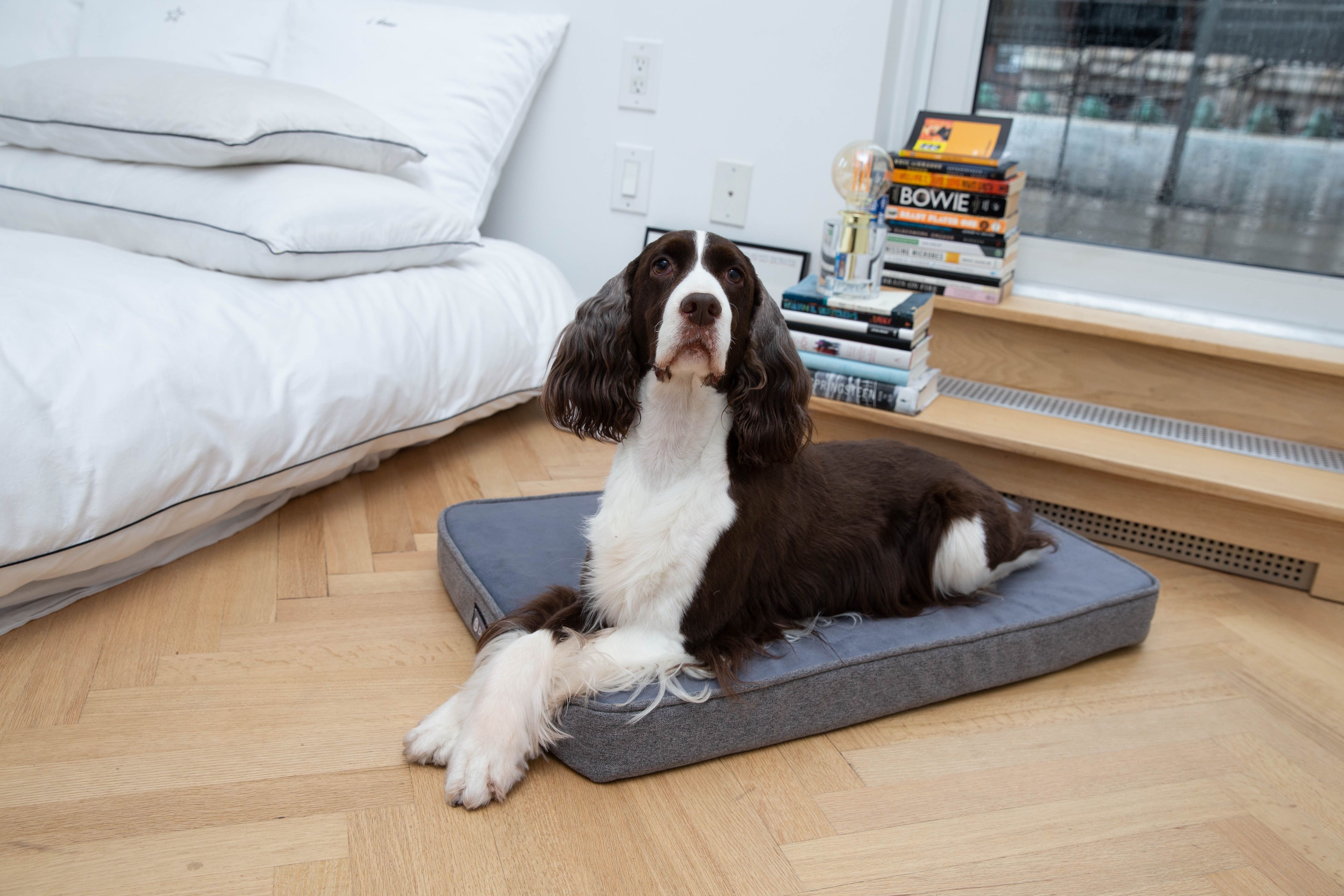 How Many Dog Beds Should a Dog Have? A Guide