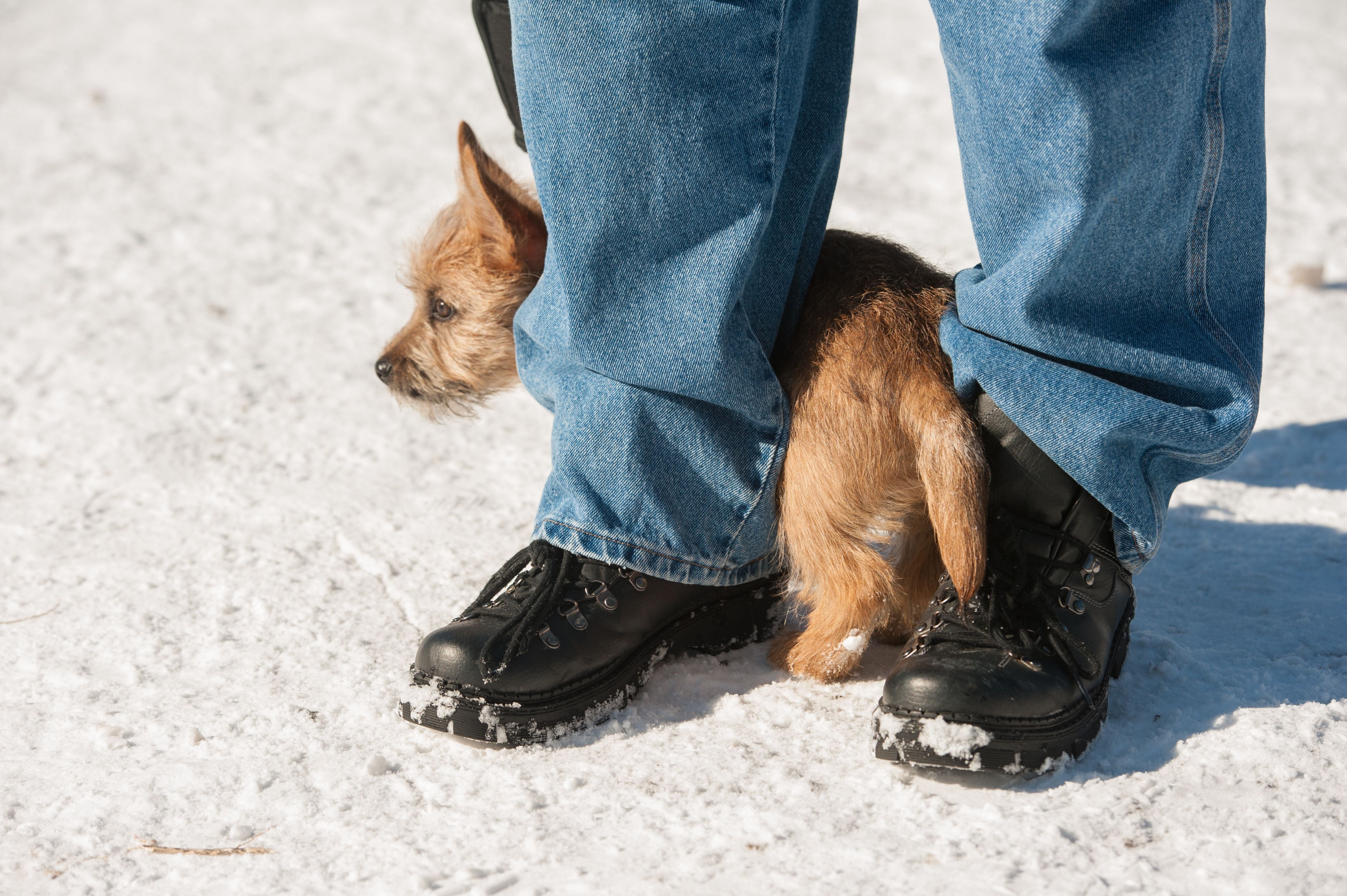 How To Help a Shy Dog: 8 Tips To Get Them Out of Their Shell
