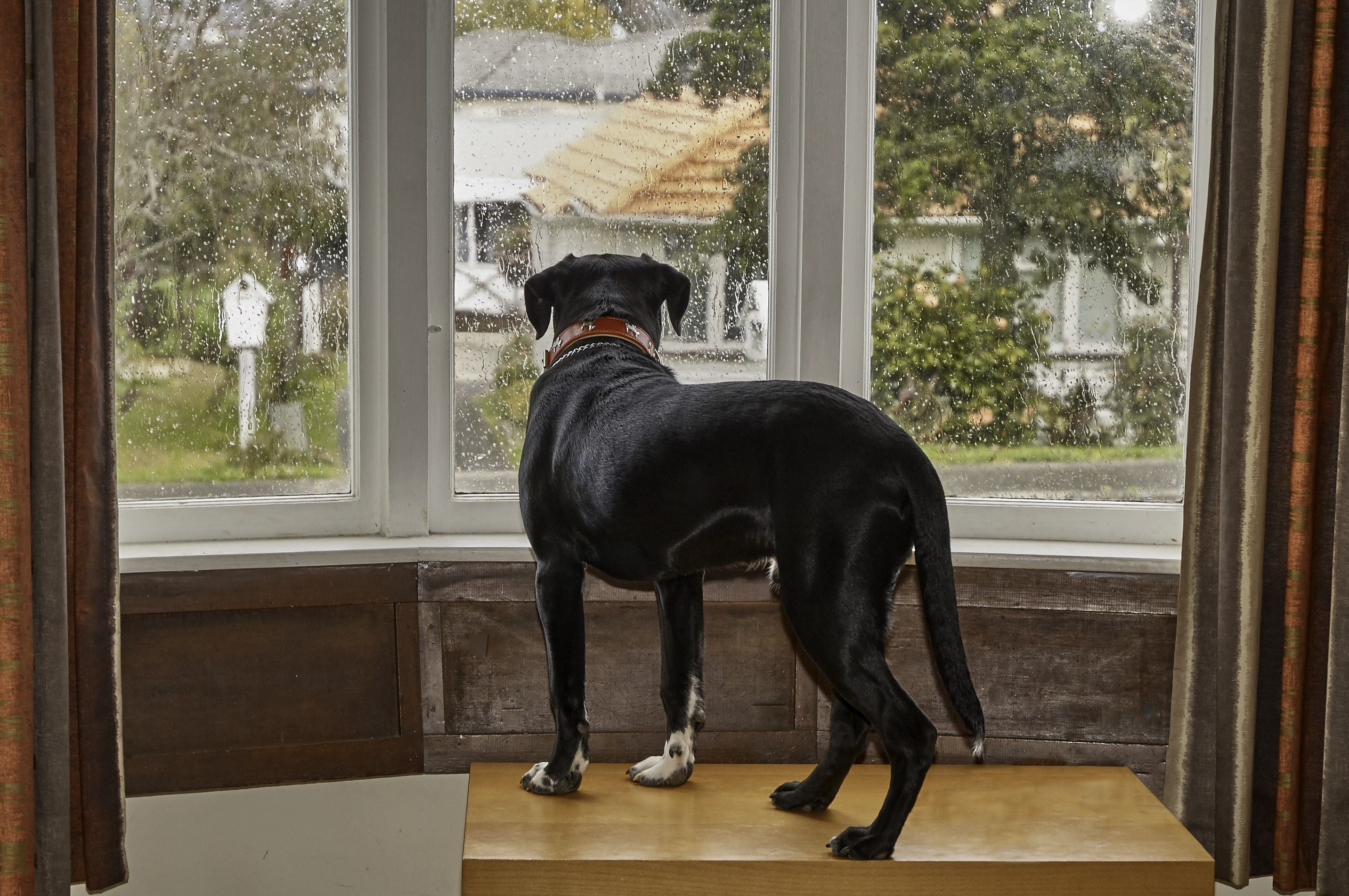 Separation Anxiety in Dogs: Prevention & Training