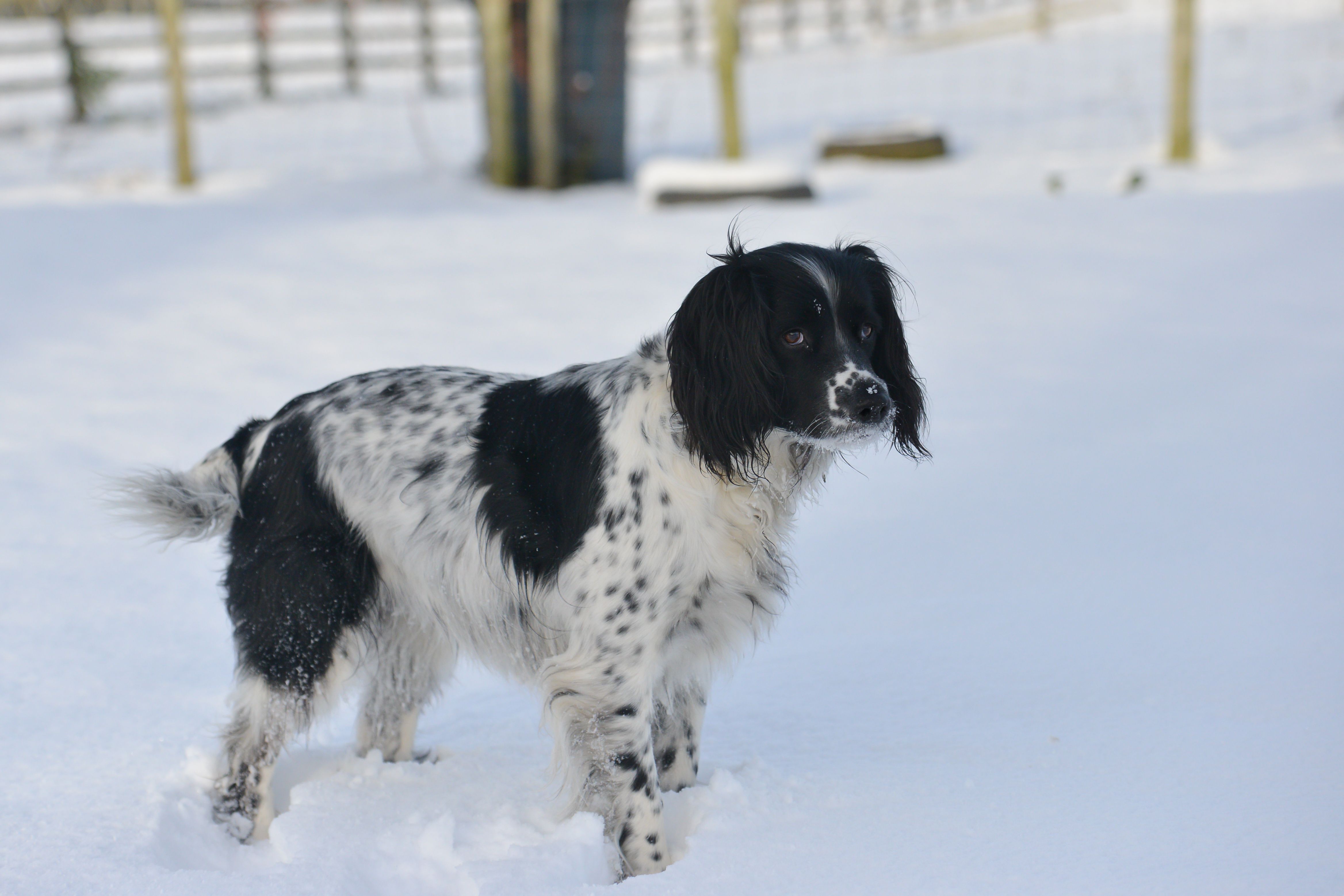 Dog Constipation: Don’t Panic! 7 Factors & Remedies