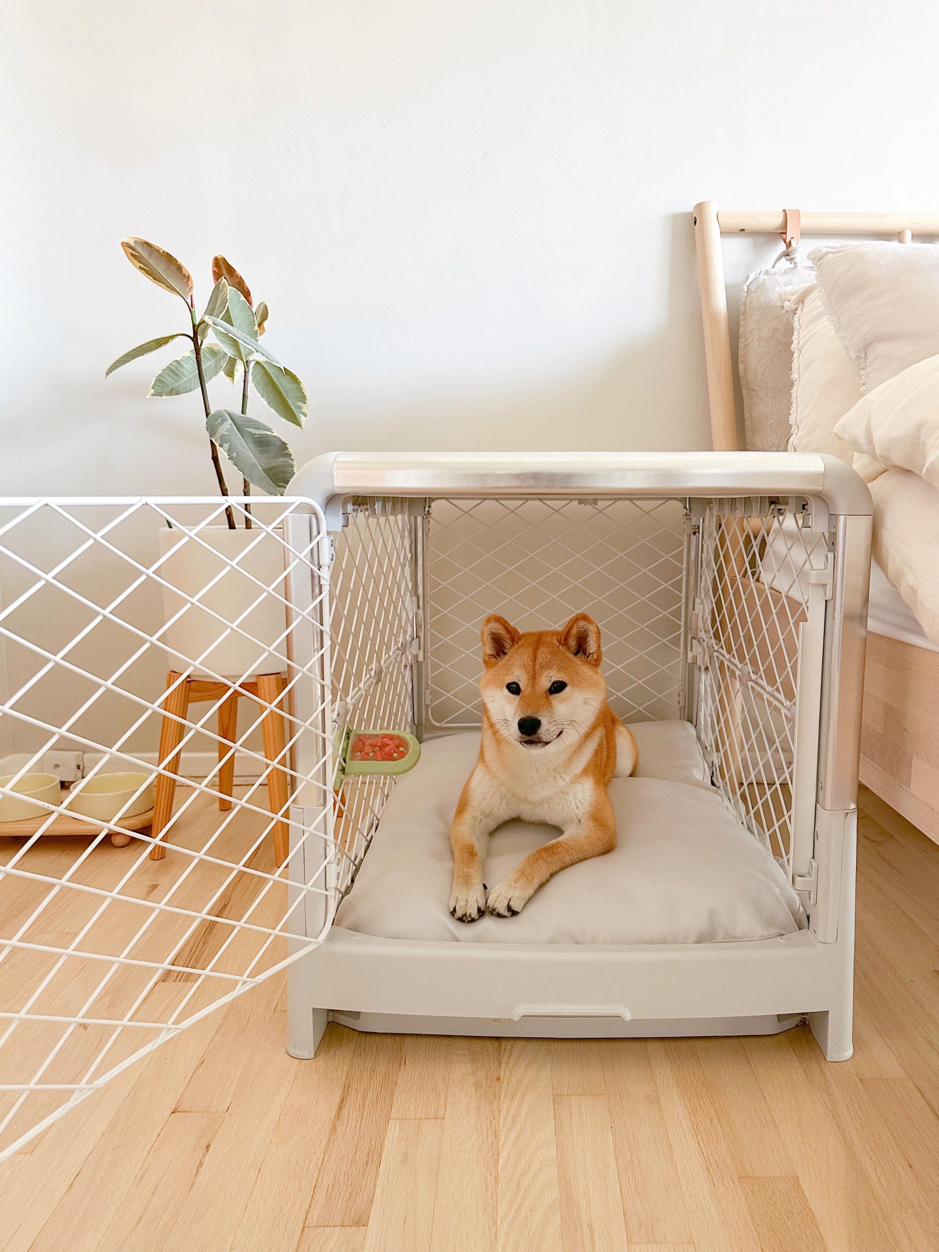 My Dog Hates Crate: How To Get Them To Love It