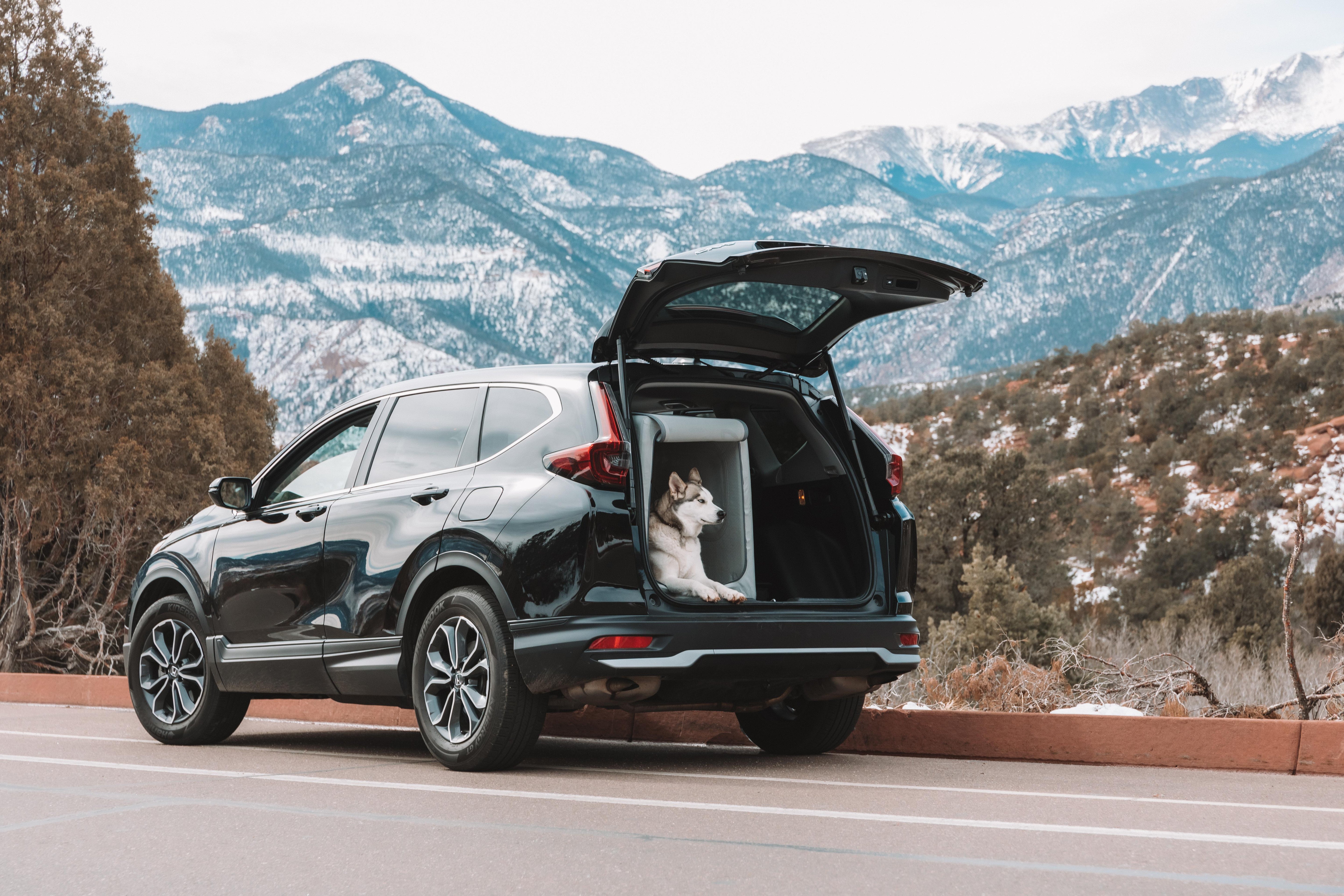 Introducing The Enventur: A Portable, Inflatable Dog Crate for Every Adventure