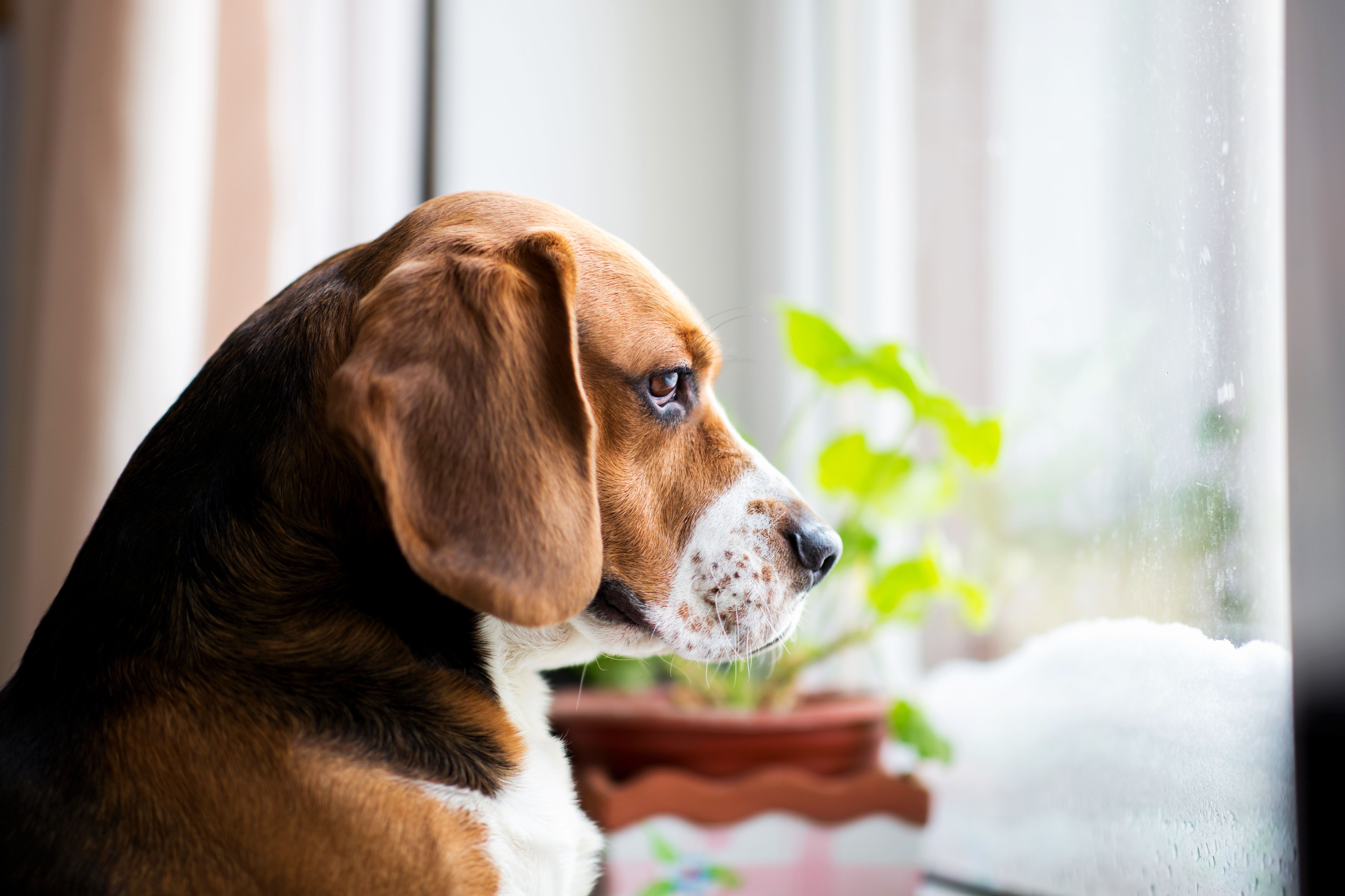Why Are Dogs Afraid of Thunder & What Can You Do?