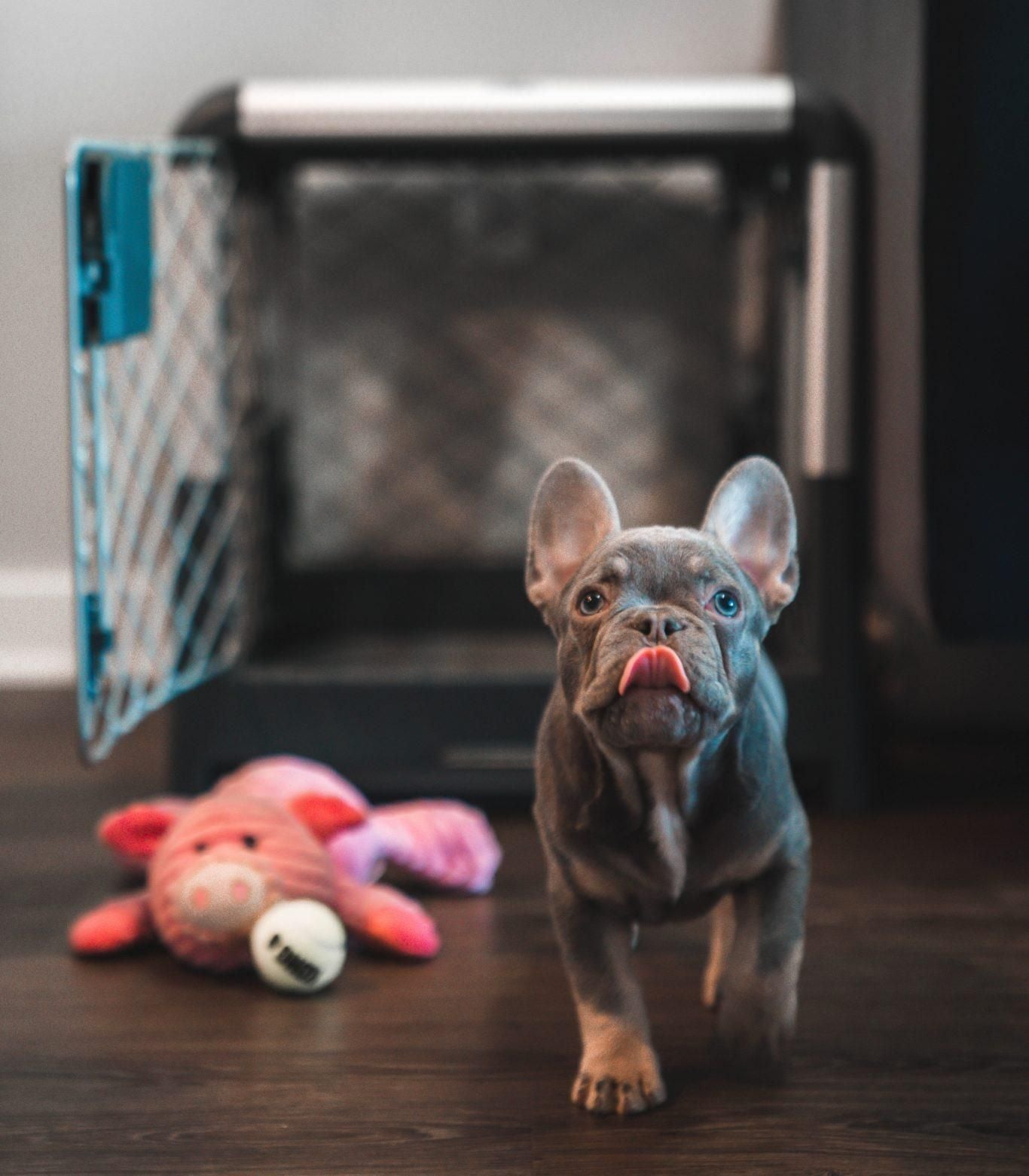 The Ultimate Guide to Preparing for your First Puppy