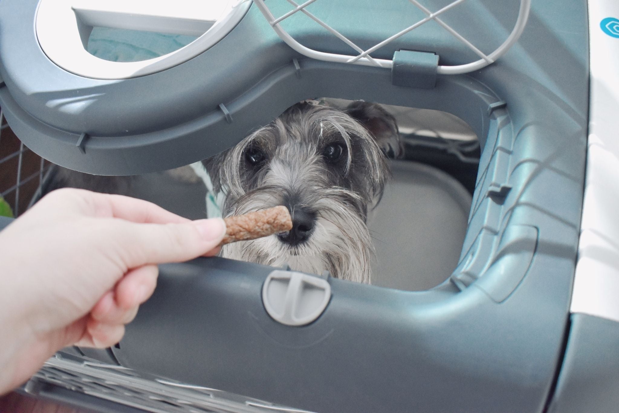 Your Guide to A Puppy-Safe Life