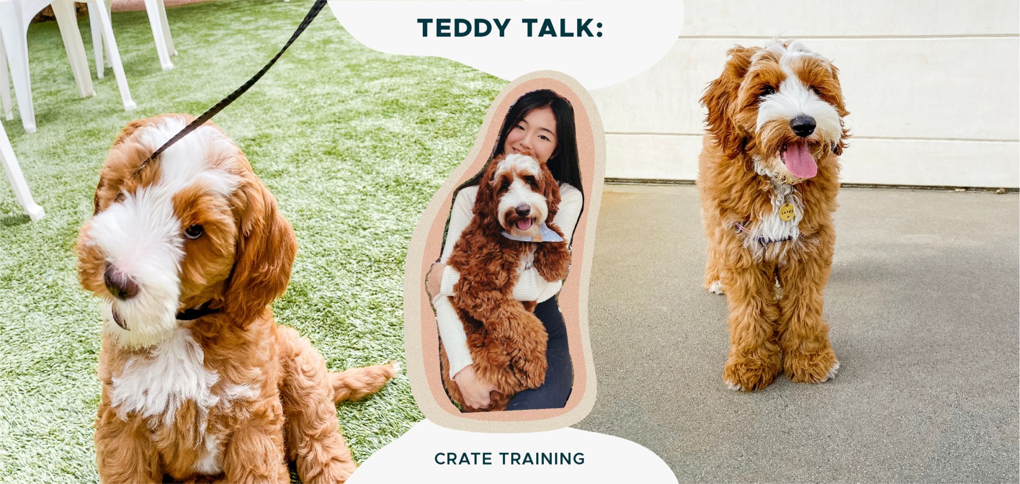 Teddy Talk: How I Crate Trained My Doodle