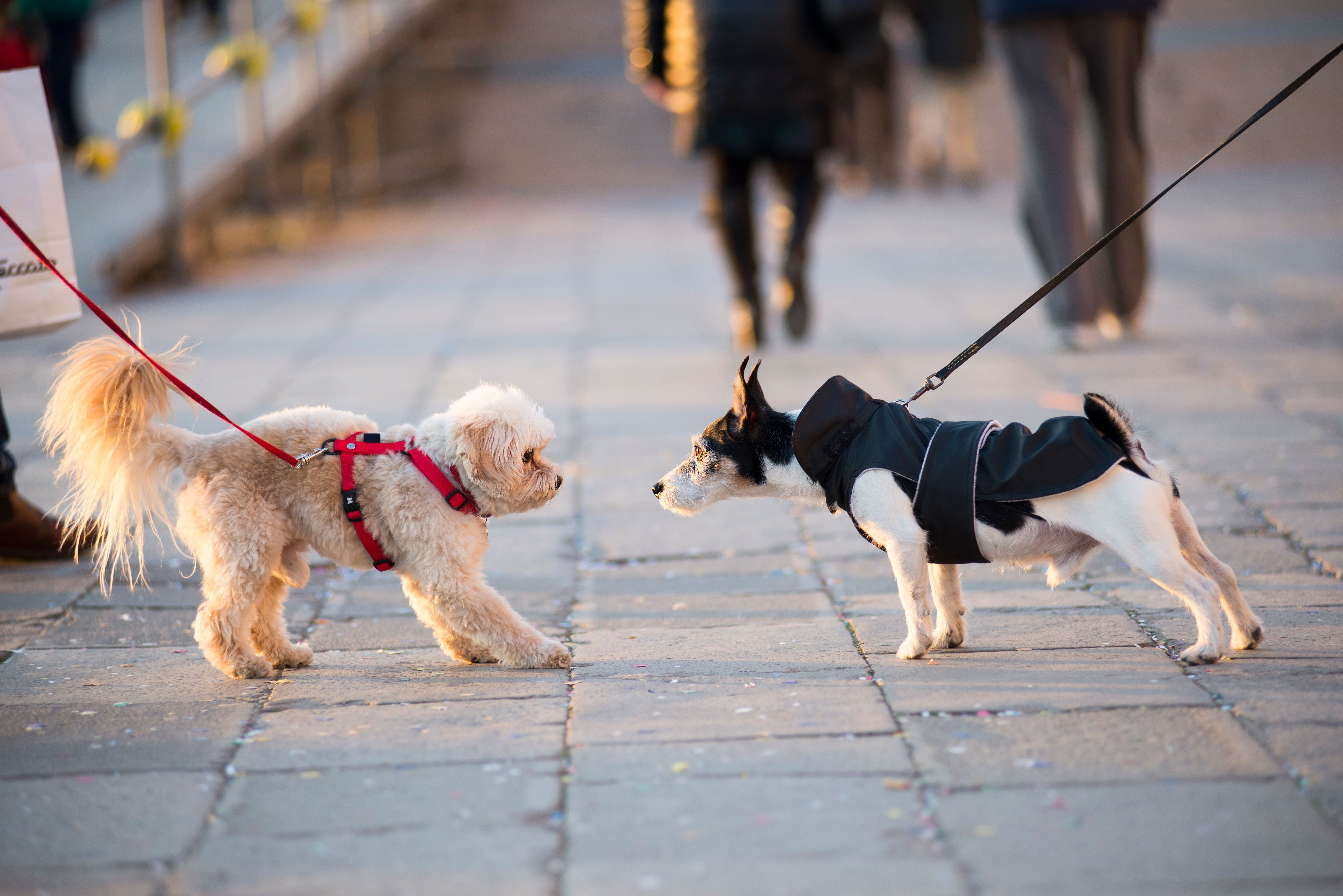 Dog Socialization Checklist: Everything You Need To Know