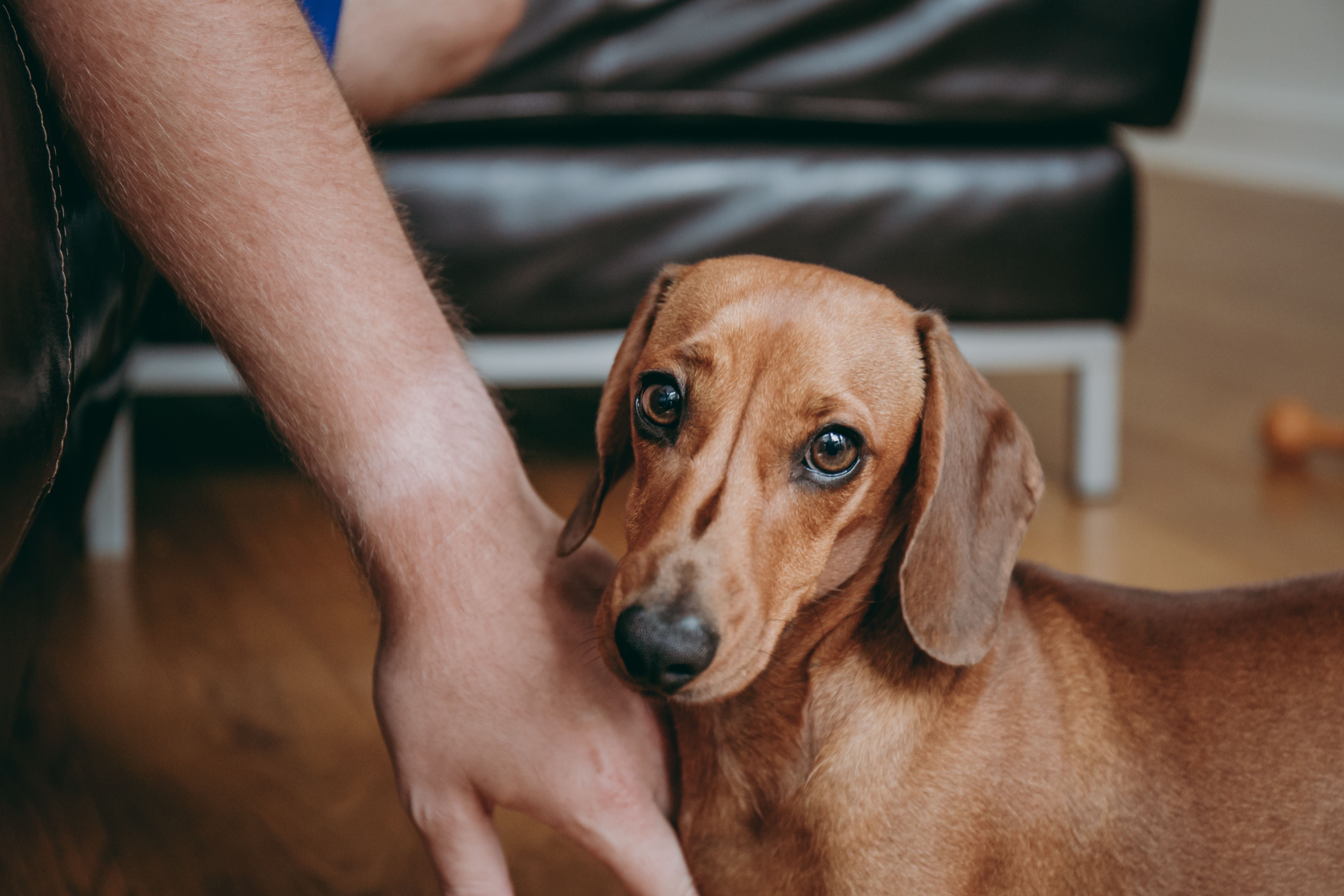 Why Do Dogs Bite? A Complete Guide