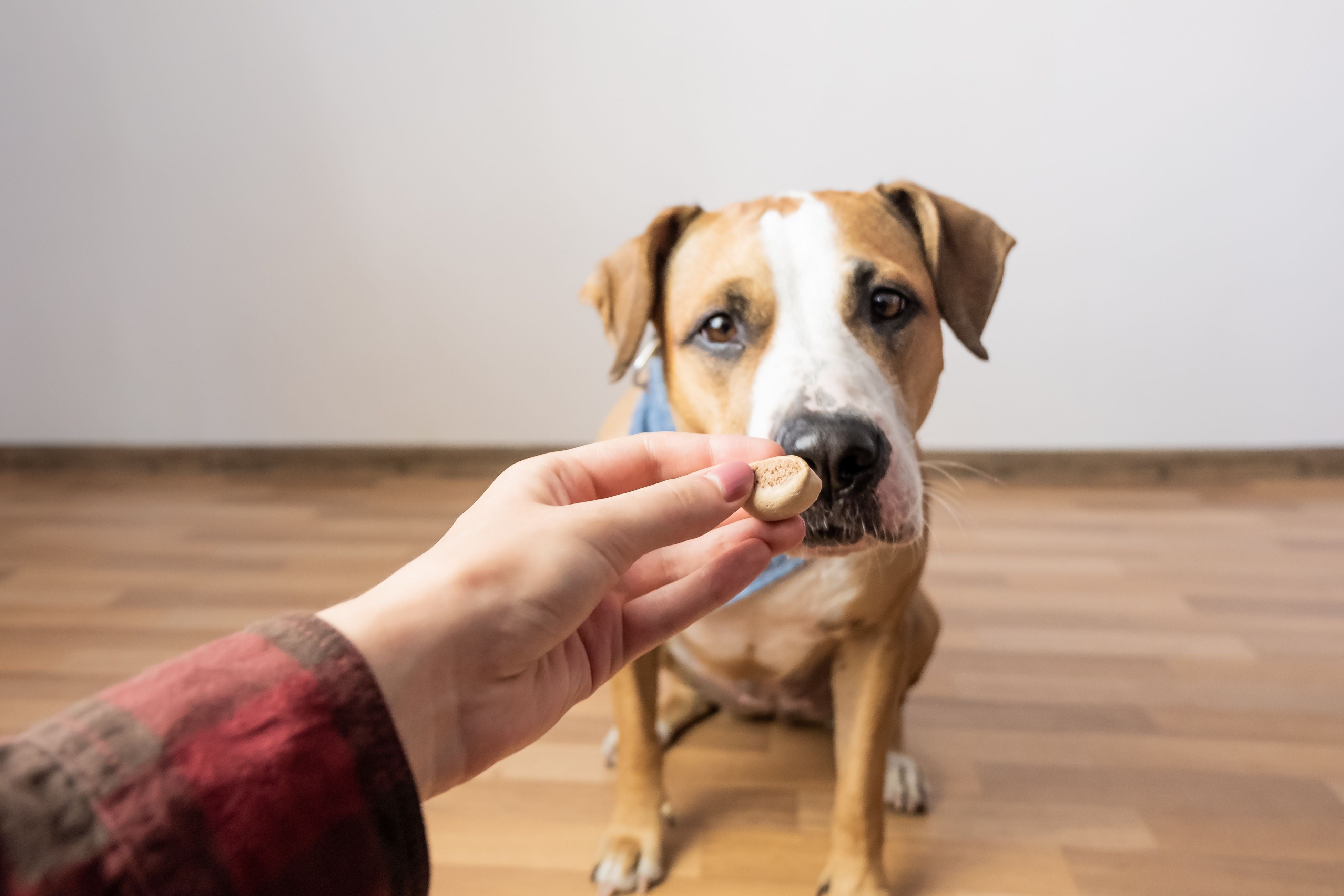 Positive Reinforcement Dog Training: A Guide