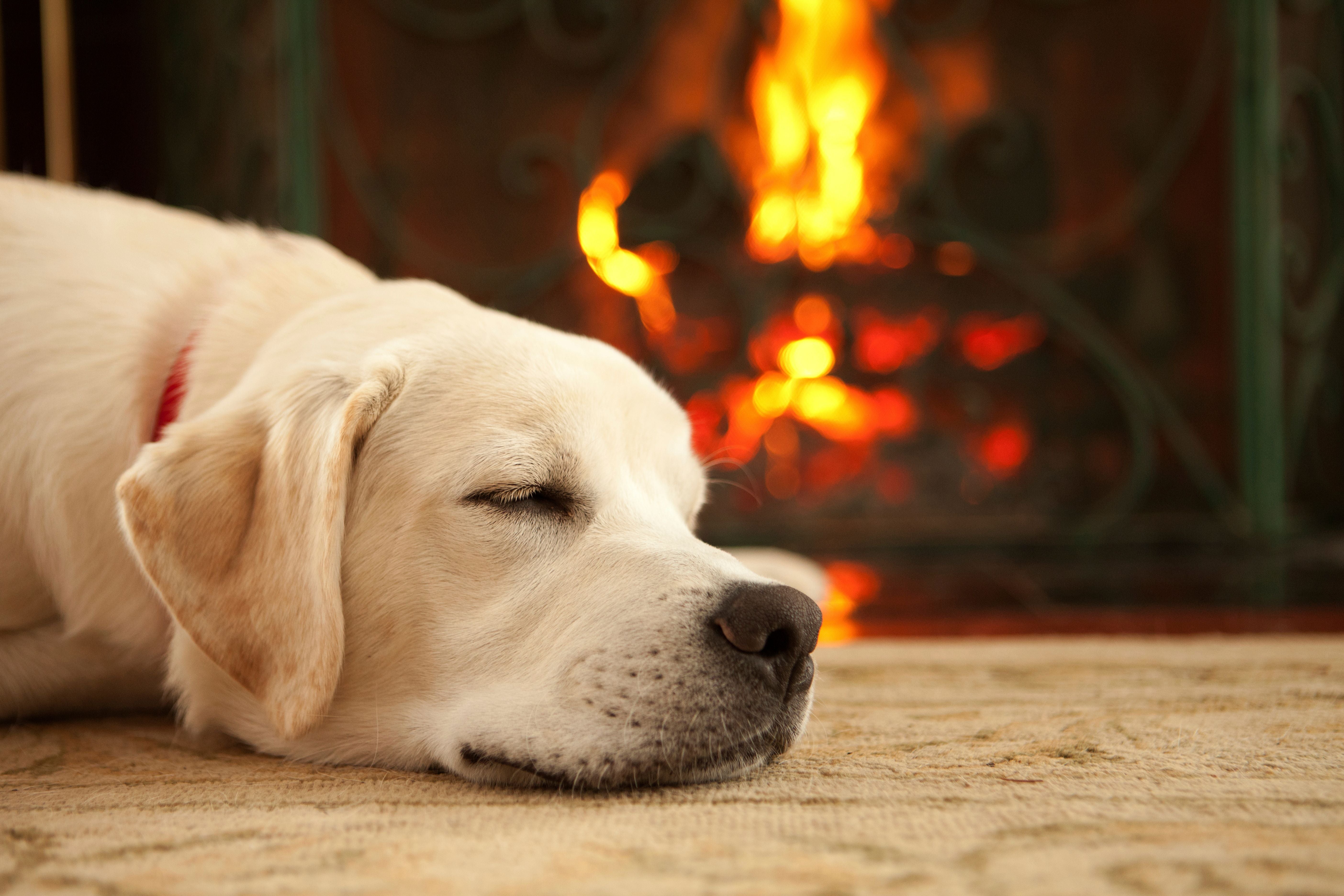 Dogs & Fire Safety: International Firefighter's Day