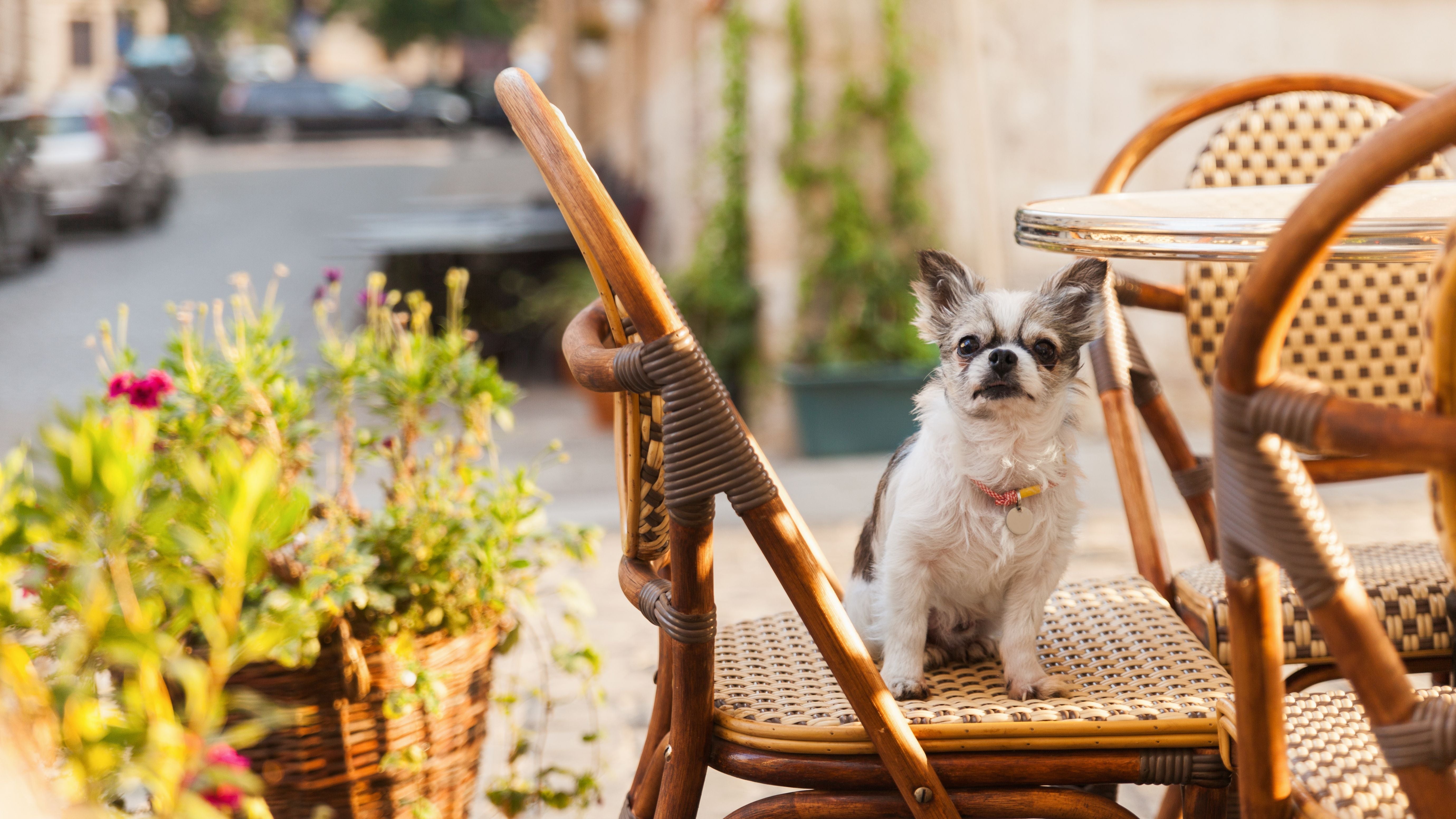 The Diggs Guide to Dog-Friendly Hotels, Restaurants, and More