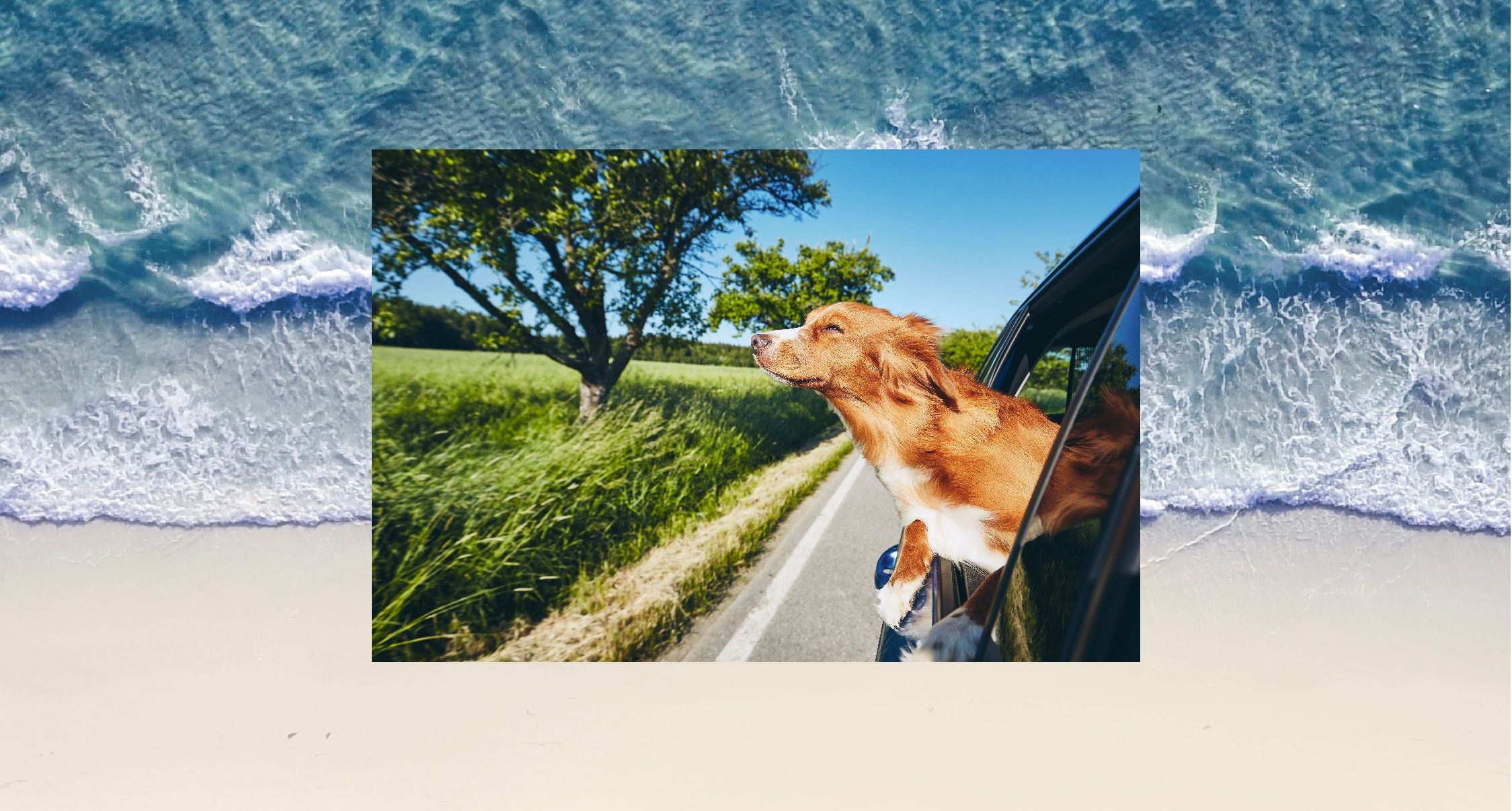 How to Have Safe Summer Adventures With Your Pup