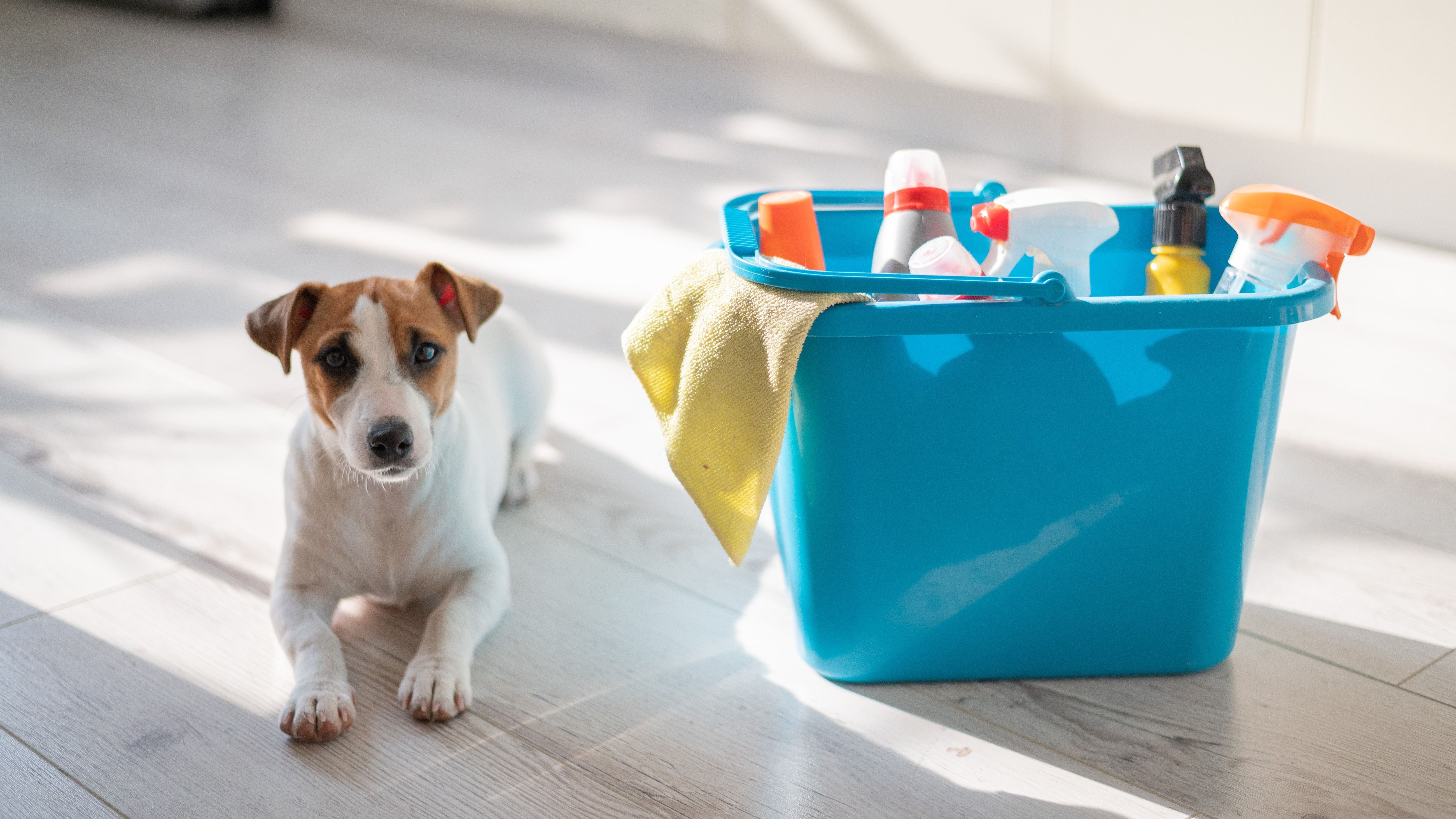 How to Clean a Crate: A Complete Guide