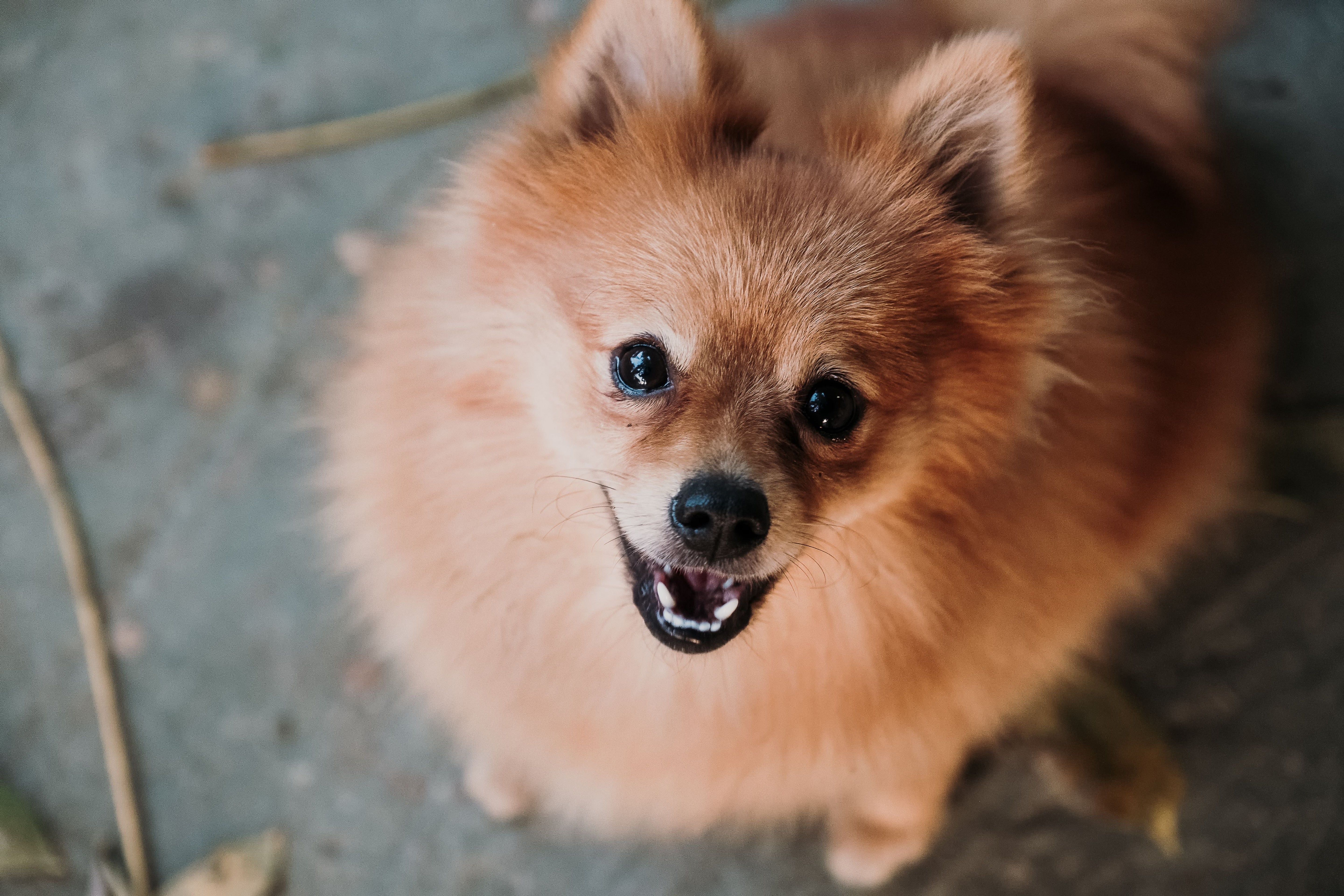 The Dog Brain: How It Works & What Dogs Think About All Day