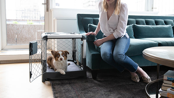5 tips to get started with crate training