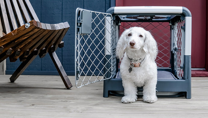 Six reasons you should crate train your dog.