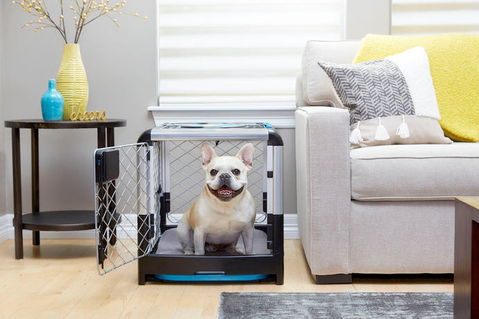 How to Choose, Use and Maintain a Dog Crate