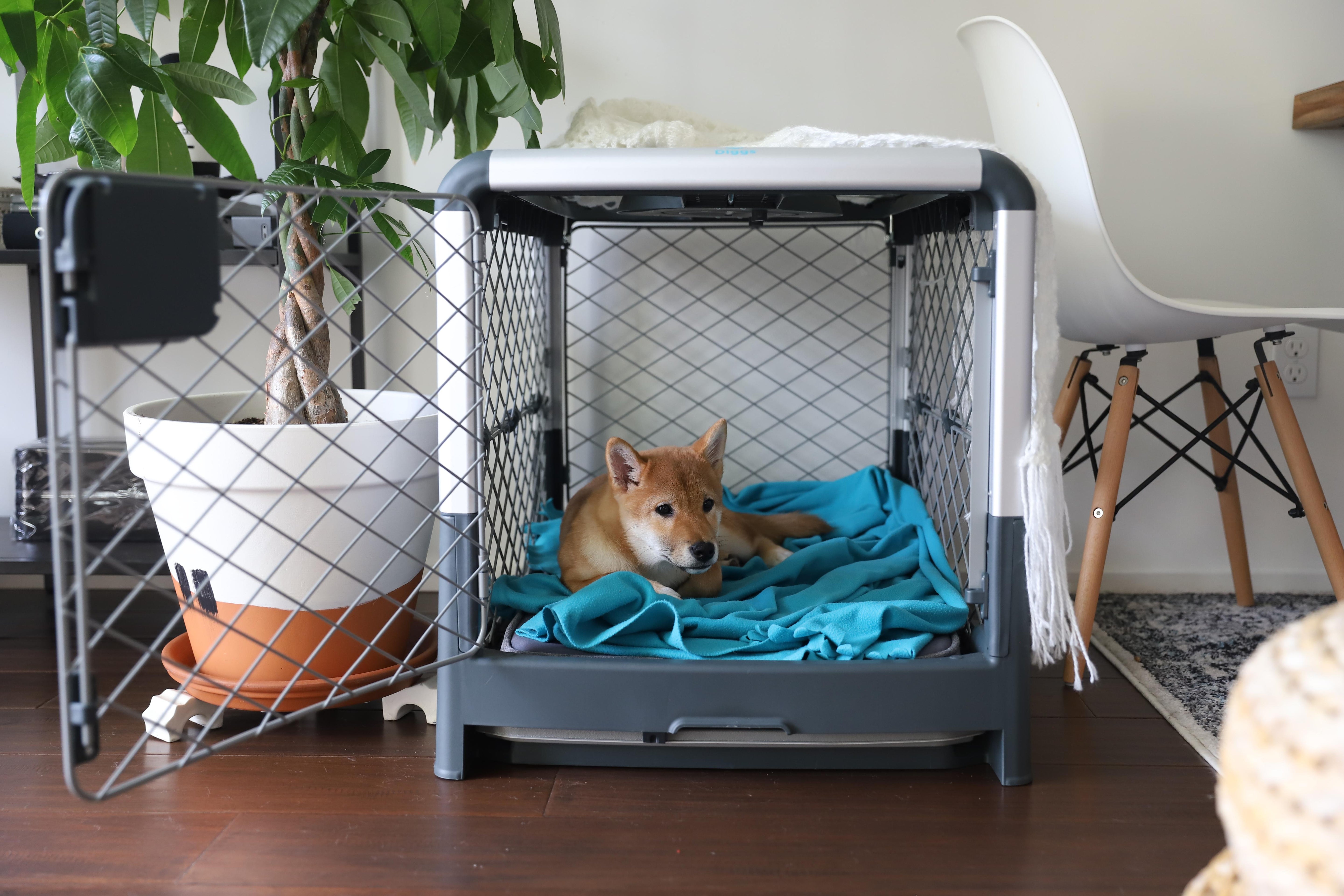 Crate Training Benefits: Why Crate Training Is Beneficial