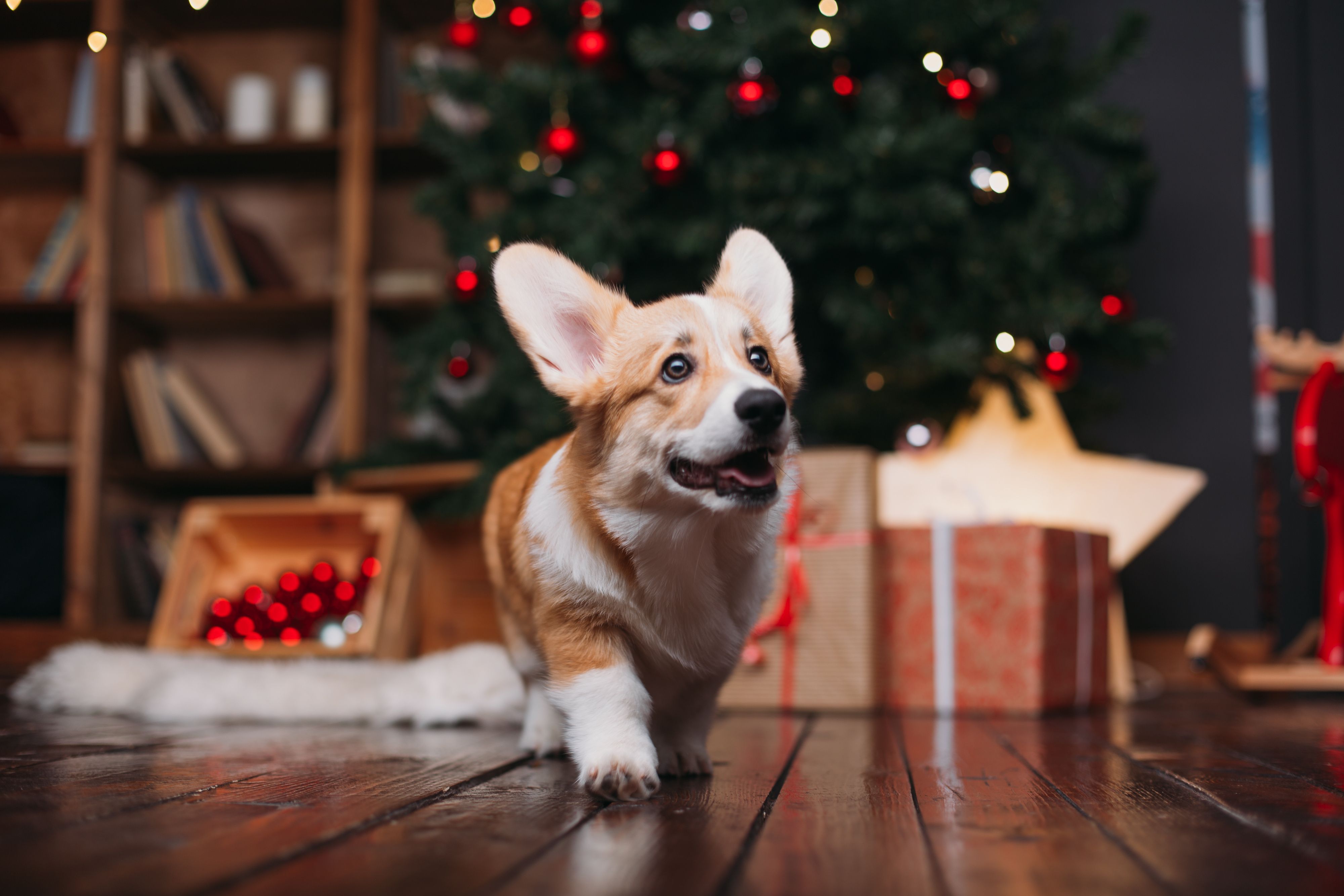 Pet Friendly Decorating: 13 Tips for a Safe Holiday