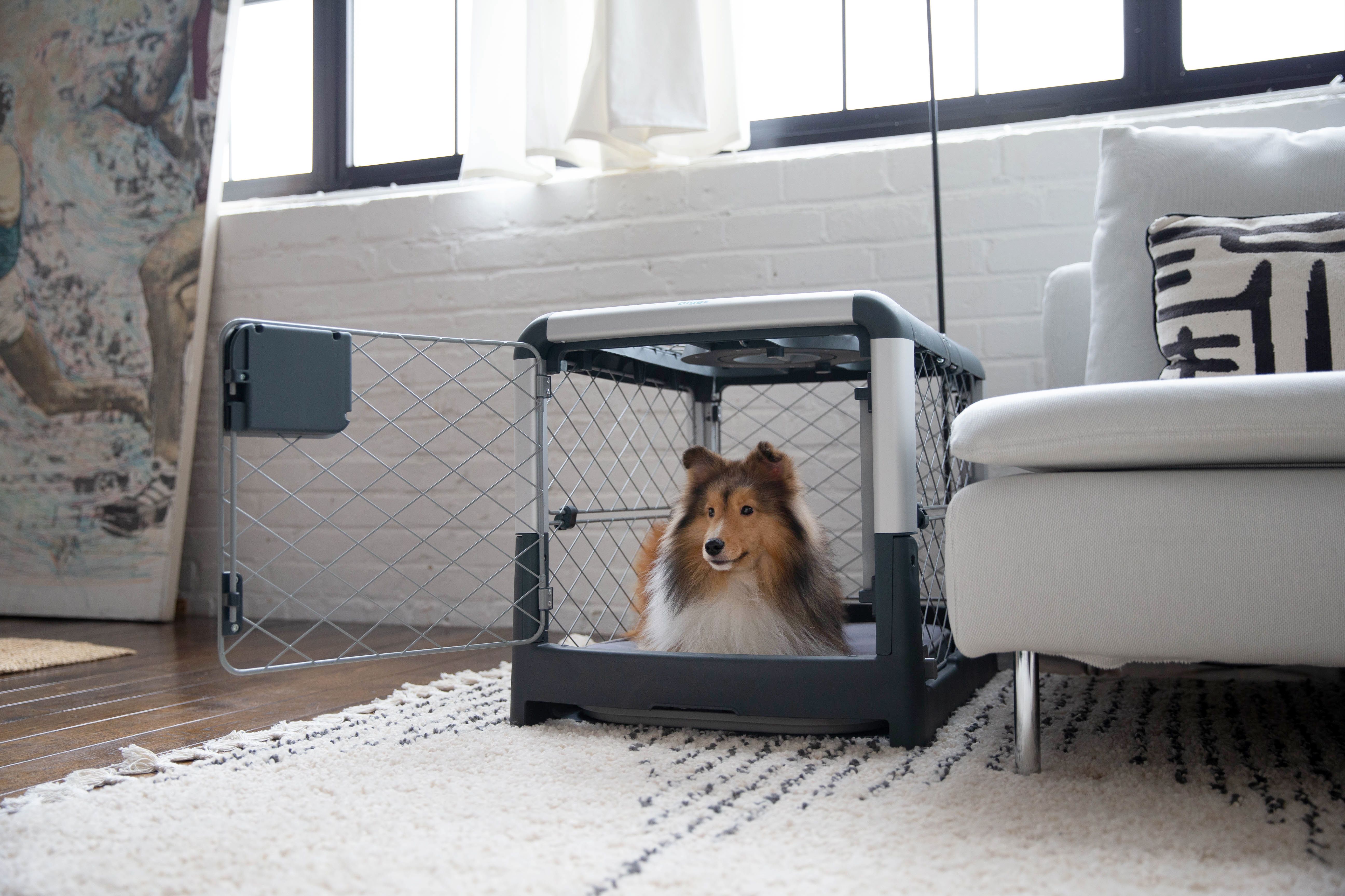 Crate Training an Older Dog: Seven Helpful Tips